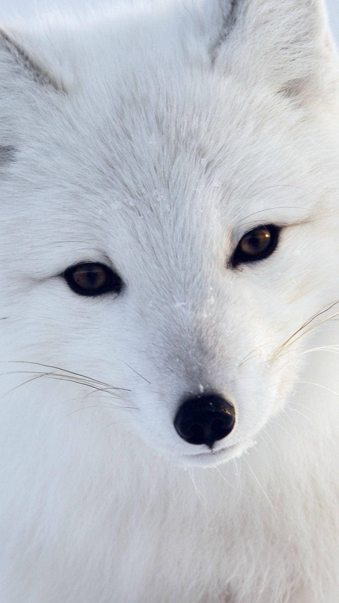 white arctic fox, piercing amber eyes, snowy backdrop, Full HD Phone Wallpaper