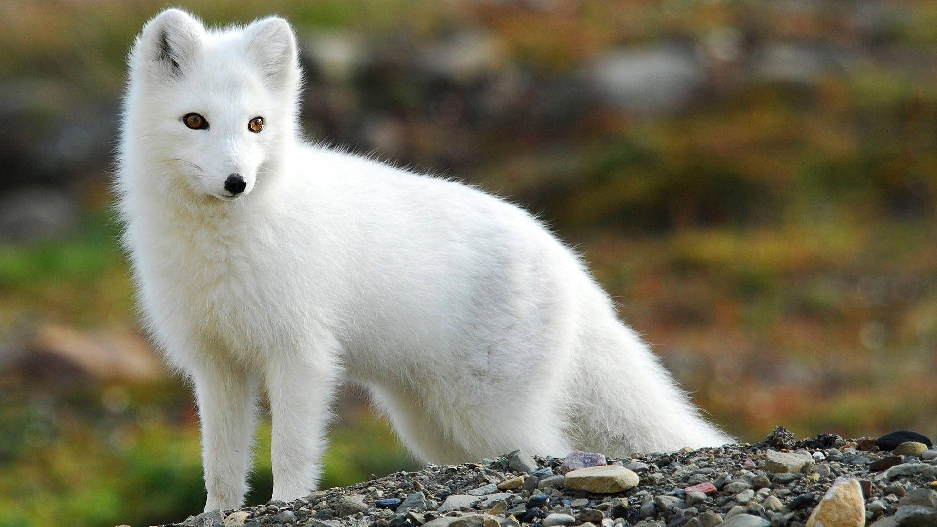 white arctic fox, rocky terrain, autumnal foliage, Full HD Desktop Wallpaper