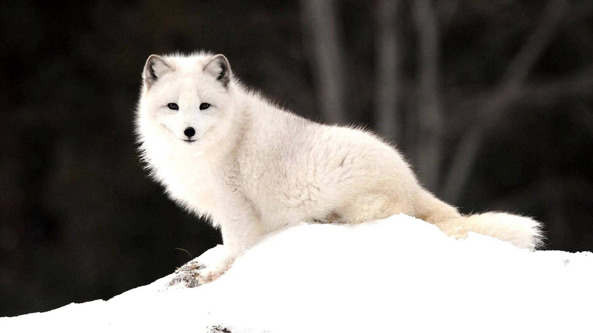 White Fox, snowy mound, arctic fox, Full HD Desktop Wallpaper