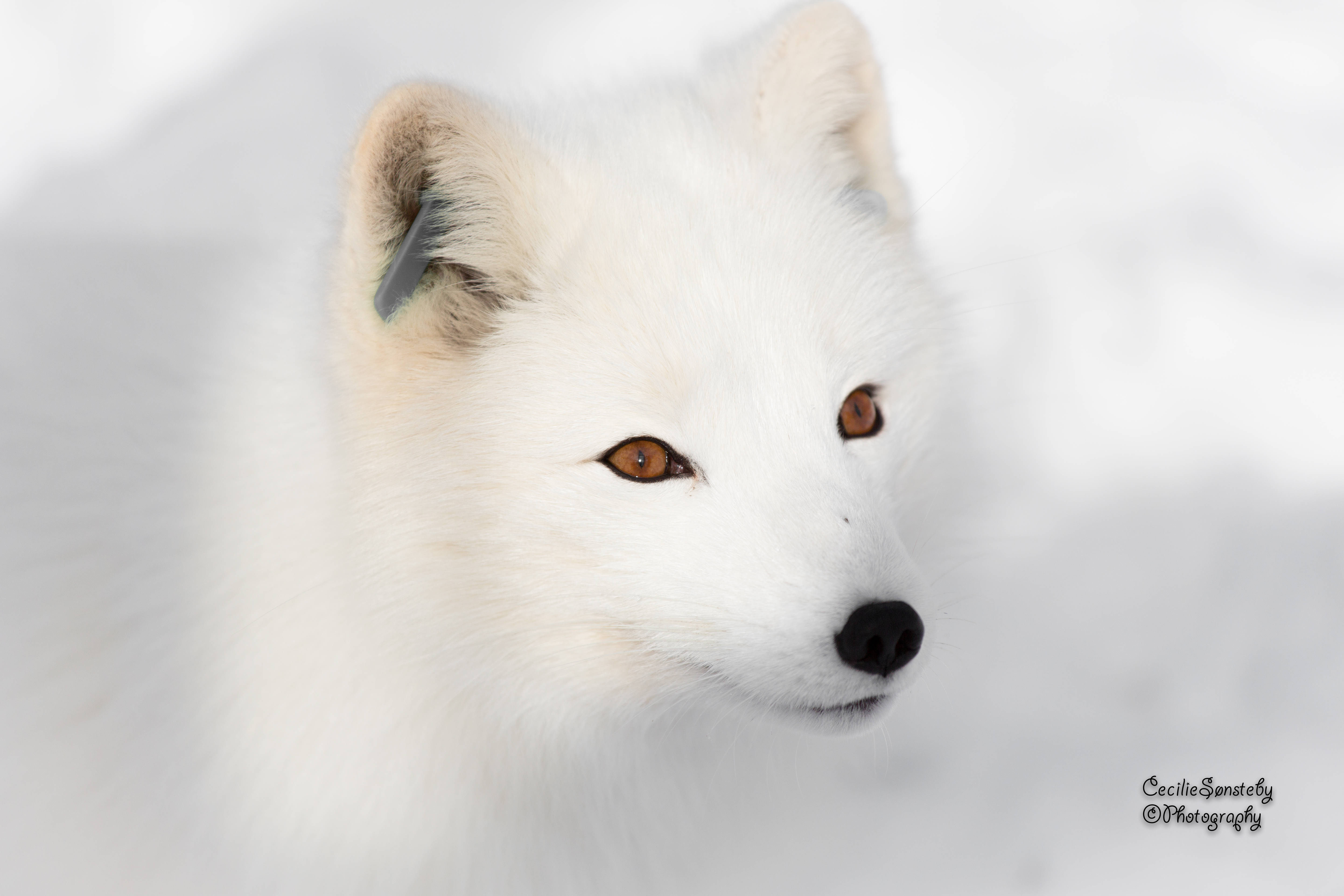 white arctic fox, amber eyes, snowy backdrop, 5K Desktop Wallpaper