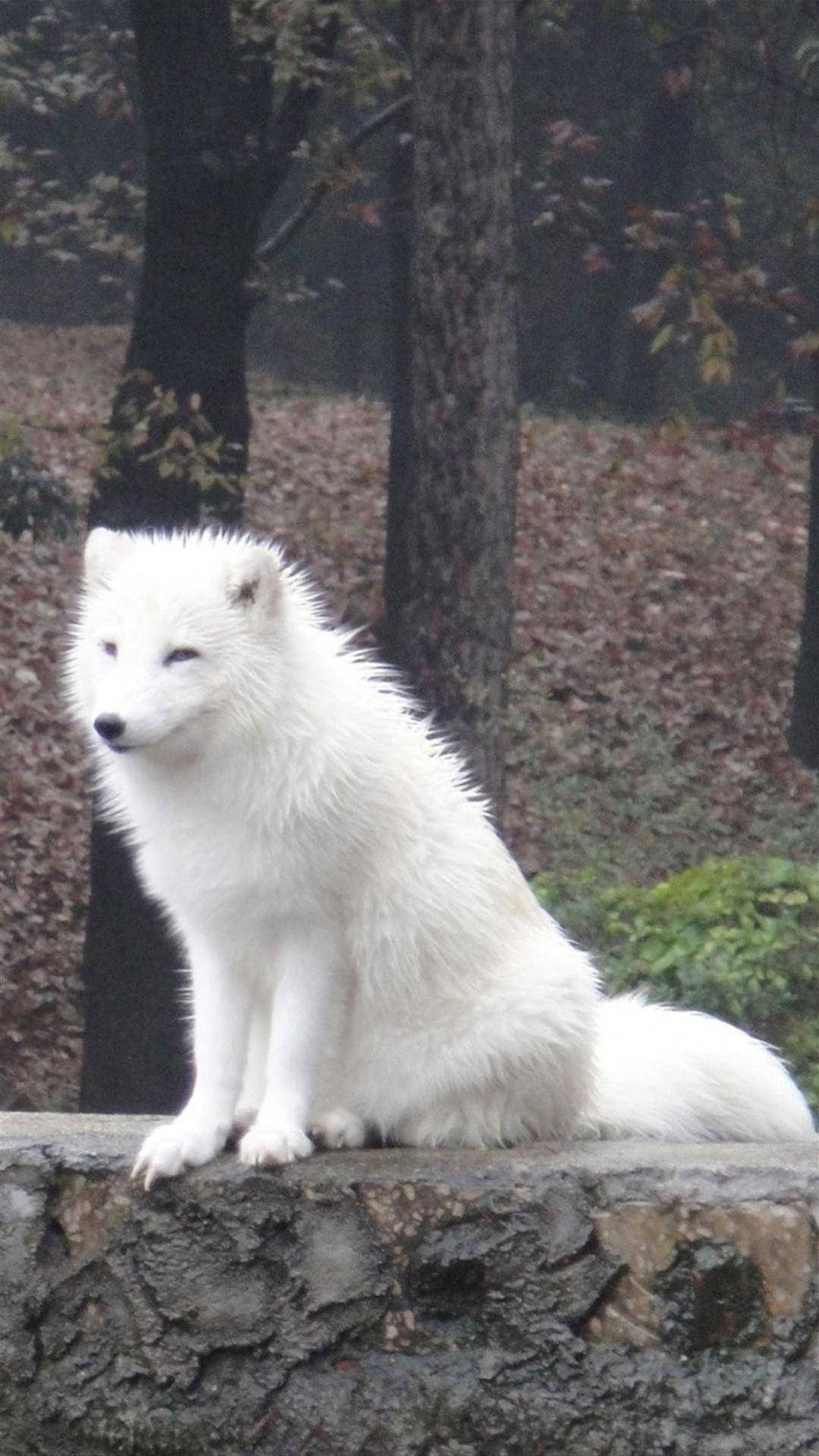 White Fox, mossy stone wall, autumnal trees, Full HD Phone Wallpaper