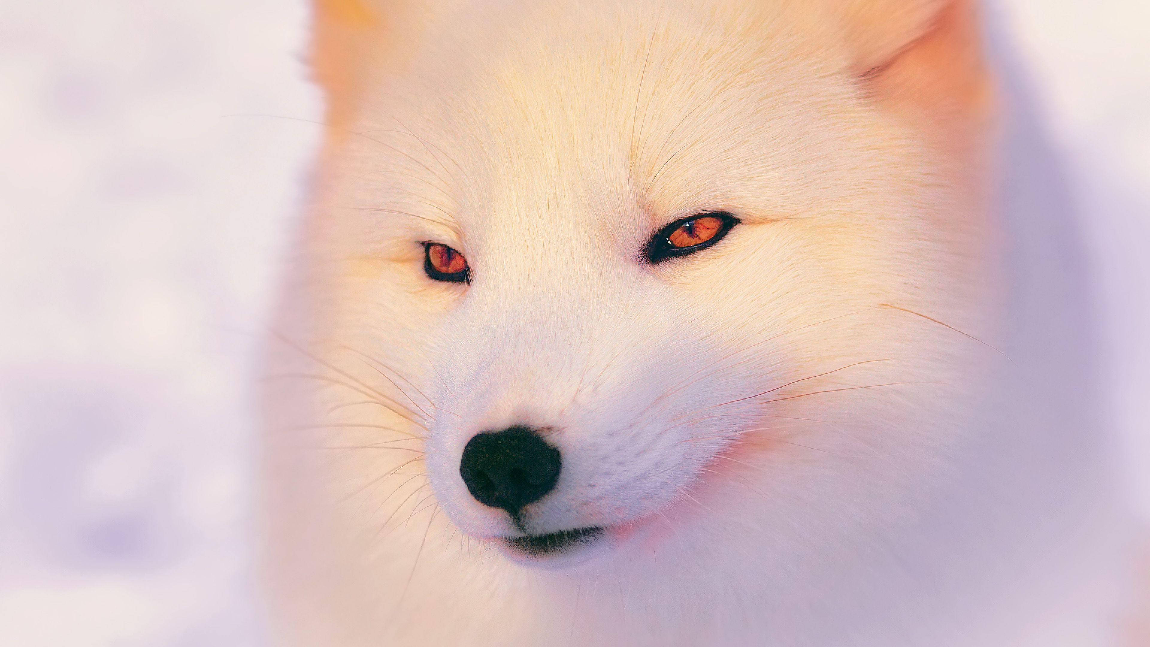 white arctic fox, amber eyes, snowy backdrop, 4K Desktop Wallpaper
