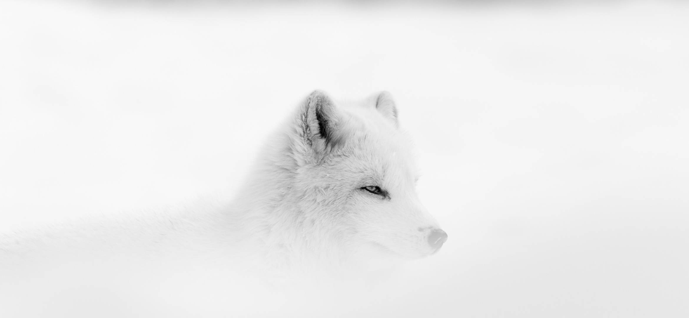 White Fox, snowy landscape, winter background, Full HD Desktop Wallpaper