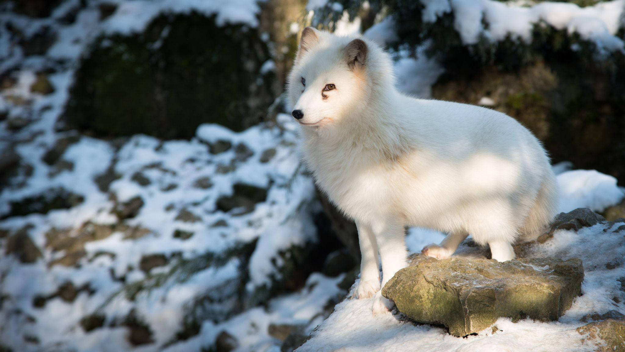 white arctic fox, snow-dusted rocks, soft winter sunlight, Full HD Desktop Wallpaper
