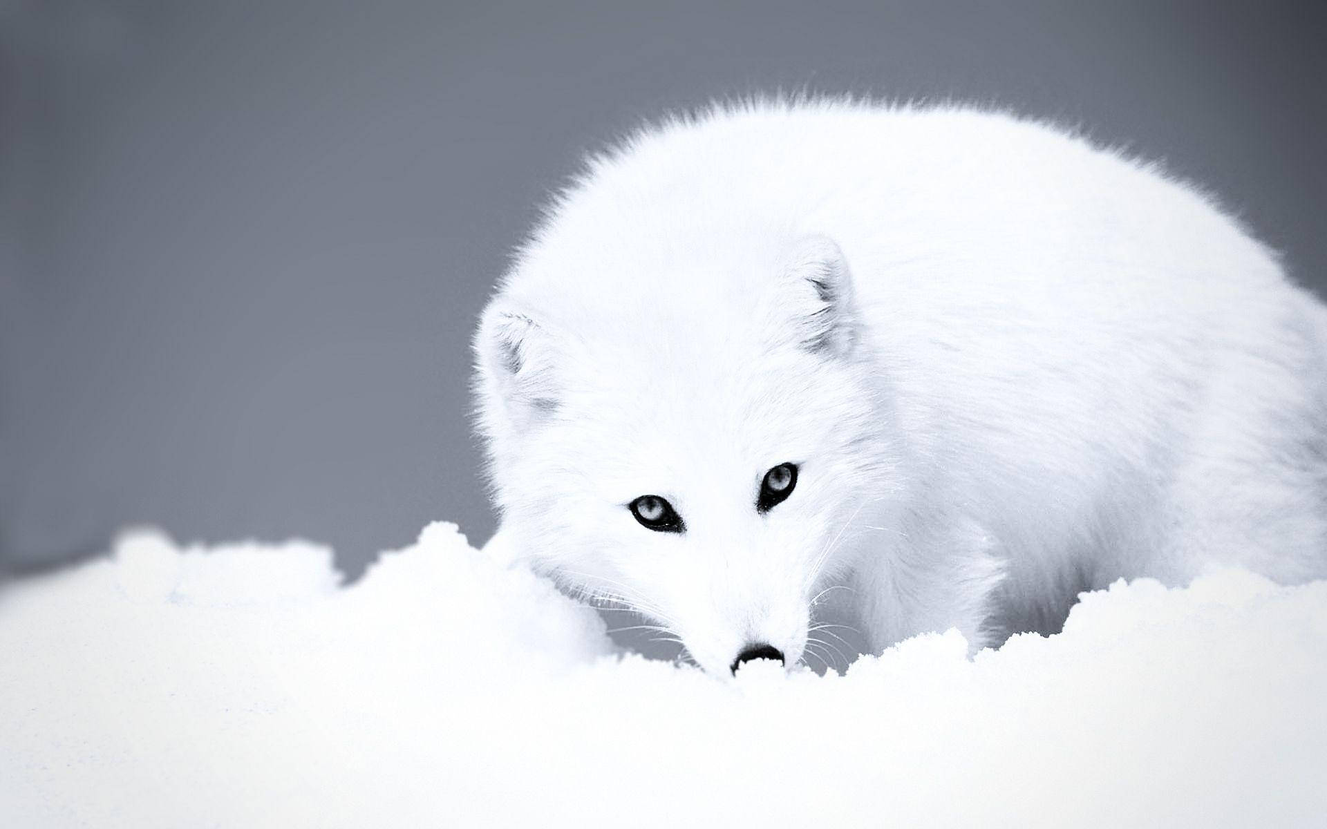 white arctic fox, piercing dark eyes, fluffy snow, Full HD Desktop Wallpaper