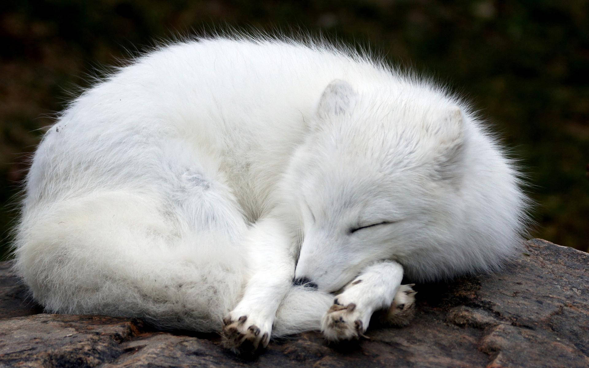 white arctic fox, fluffy white arctic fox, dark mossy rock, Full HD Desktop Wallpaper