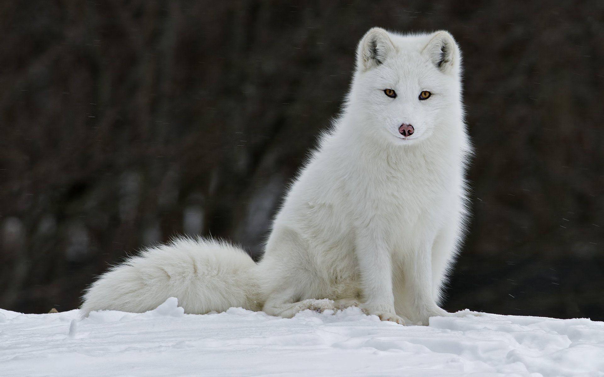 white arctic fox, snowy ground, dark blurred trees, Full HD Desktop Wallpaper