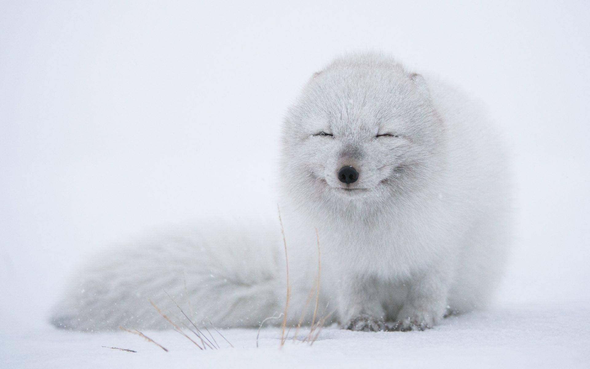 arctic fox, snowy landscape, fluffy white fur, Full HD Desktop Wallpaper