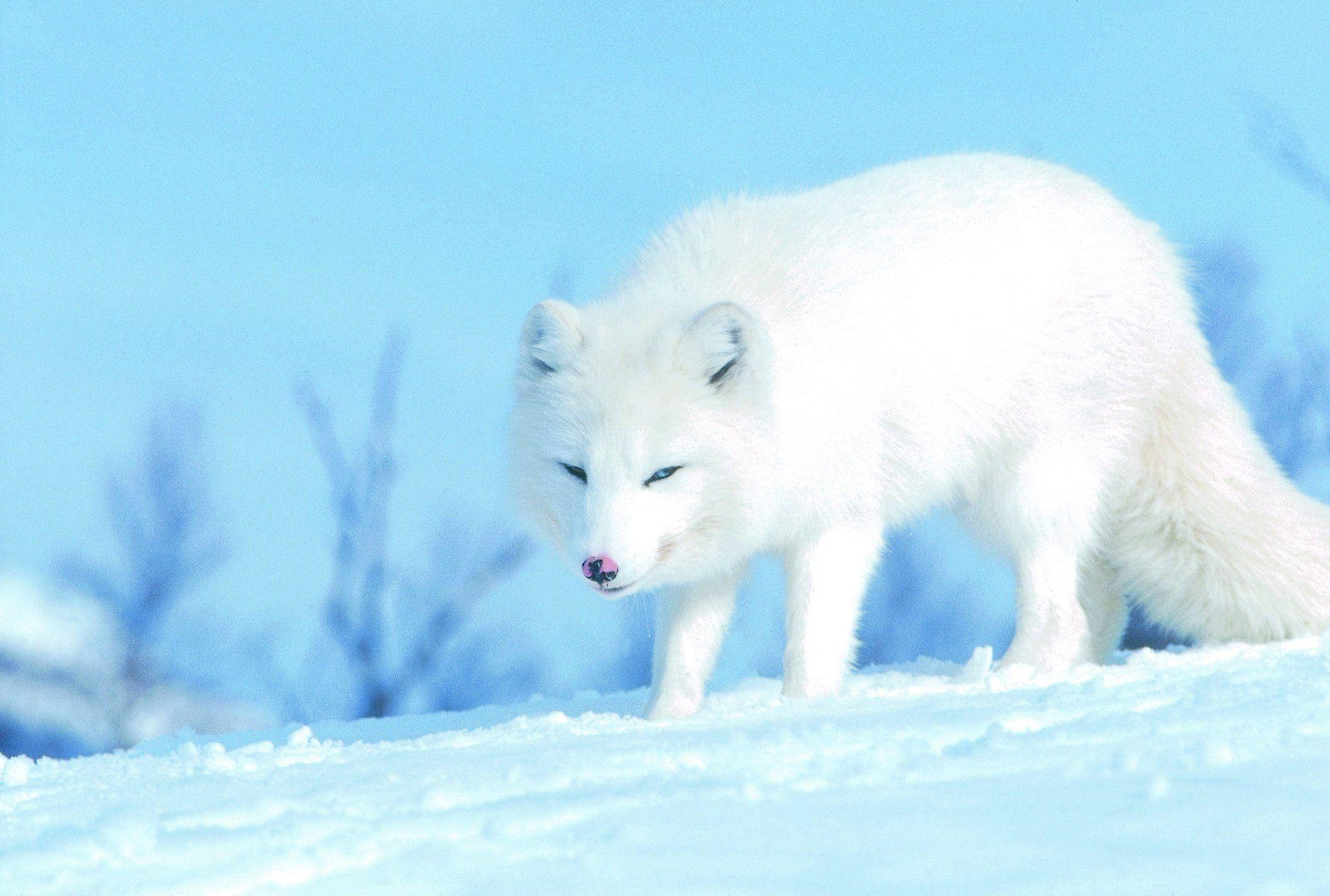 White Fox, cyan nature, snowy field, Full HD Desktop Wallpaper