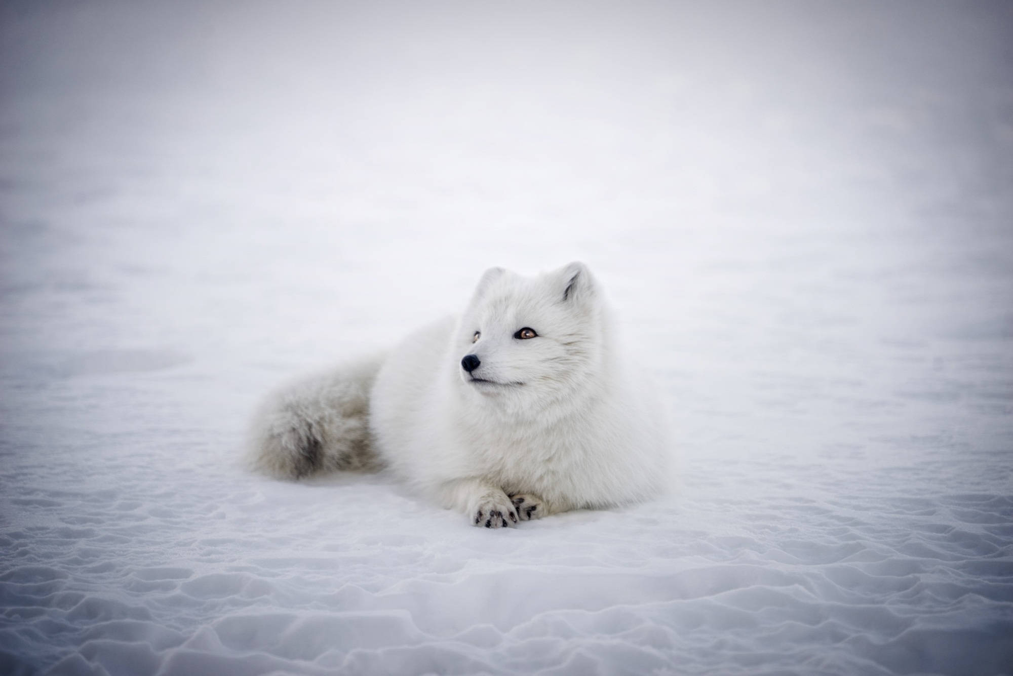 White Fox, arctic fox, snowy field, Full HD Desktop Wallpaper