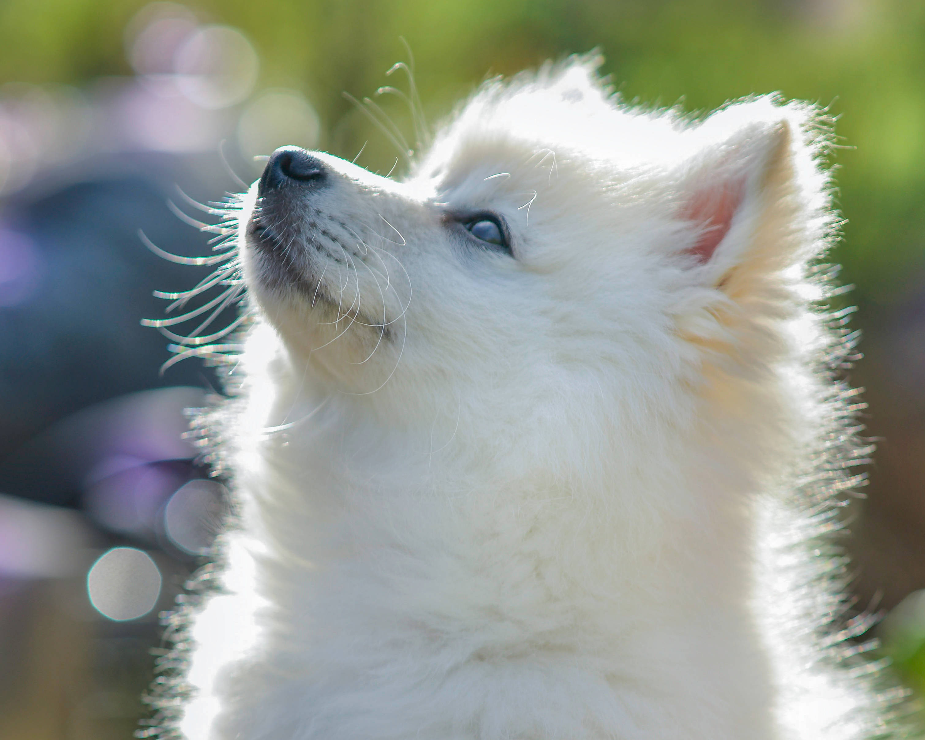 White Fox, Pomeranian, fluffy white puppy, 2K Desktop Wallpaper