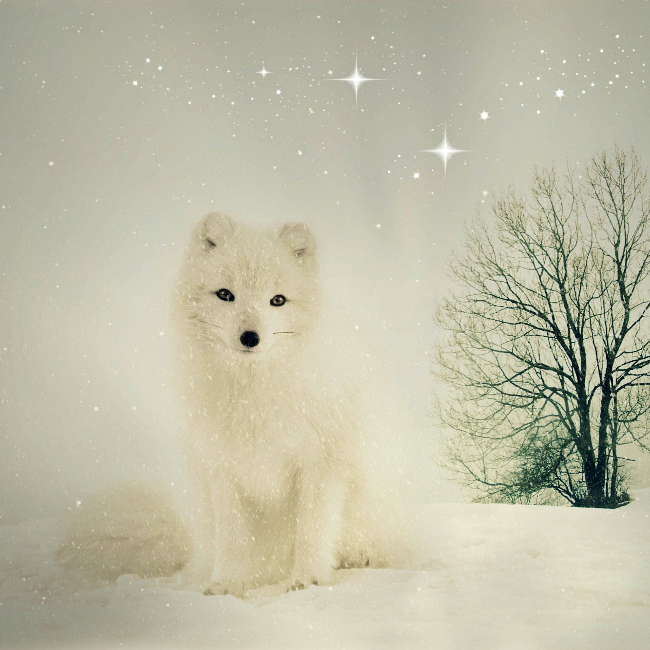white arctic fox, snowy field, starry winter sky, 2K Desktop Wallpaper
