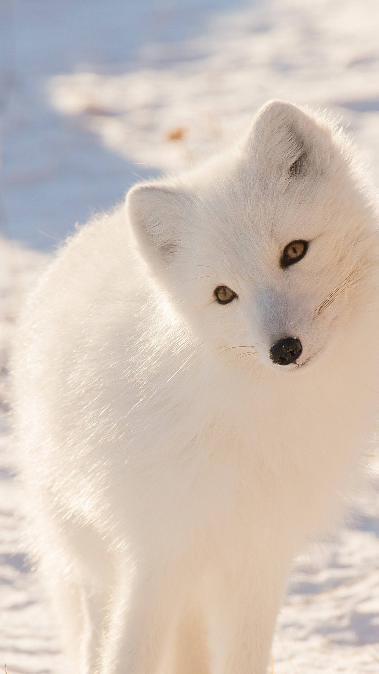 white arctic fox, golden eyes, bright snowy terrain, Full HD Phone Wallpaper