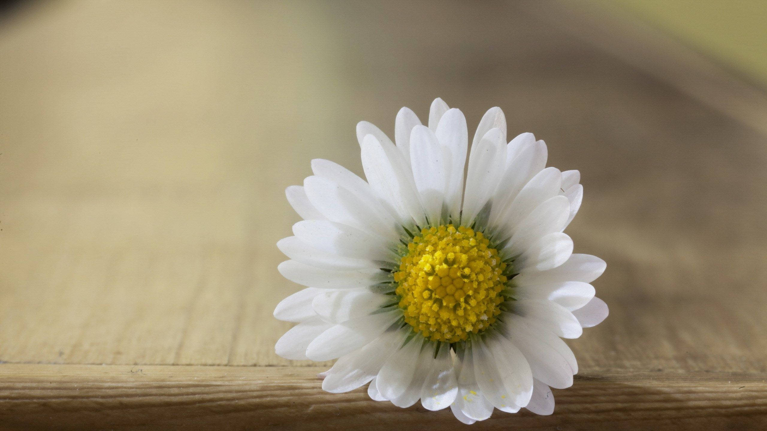 white daisy, vibrant yellow center, warm wooden surface, 2K Desktop Wallpaper