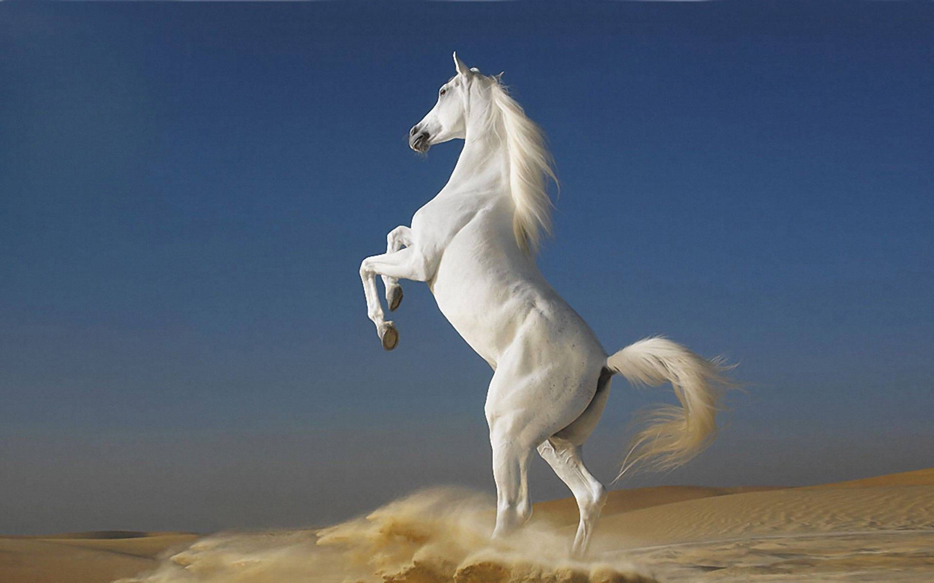 pure white immersive full screen, white horse, sandy dunes, Full HD Desktop Wallpaper