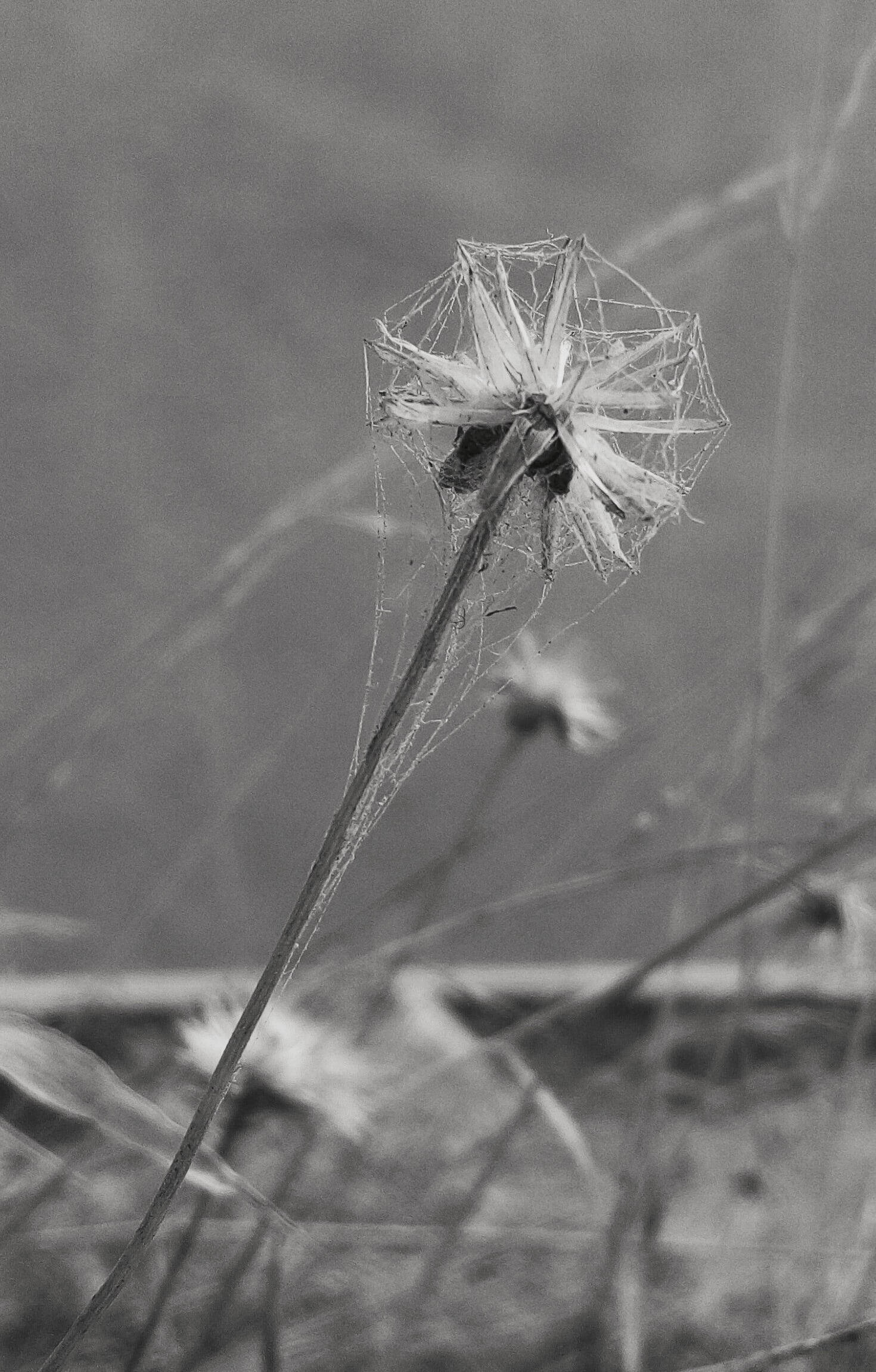 luminescent pure white screen, dried dandelion head, spiderweb, Full HD Phone Wallpaper