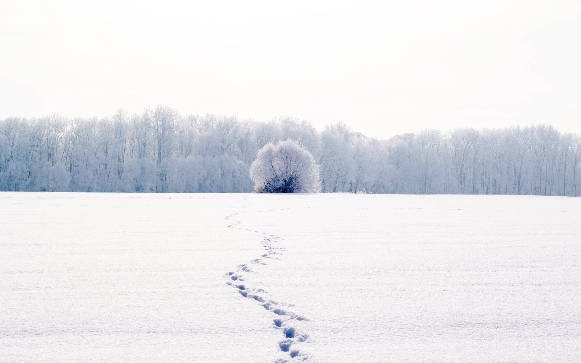 White Full Screen, footsteps on snow, frost-covered tree, Full HD Desktop Wallpaper