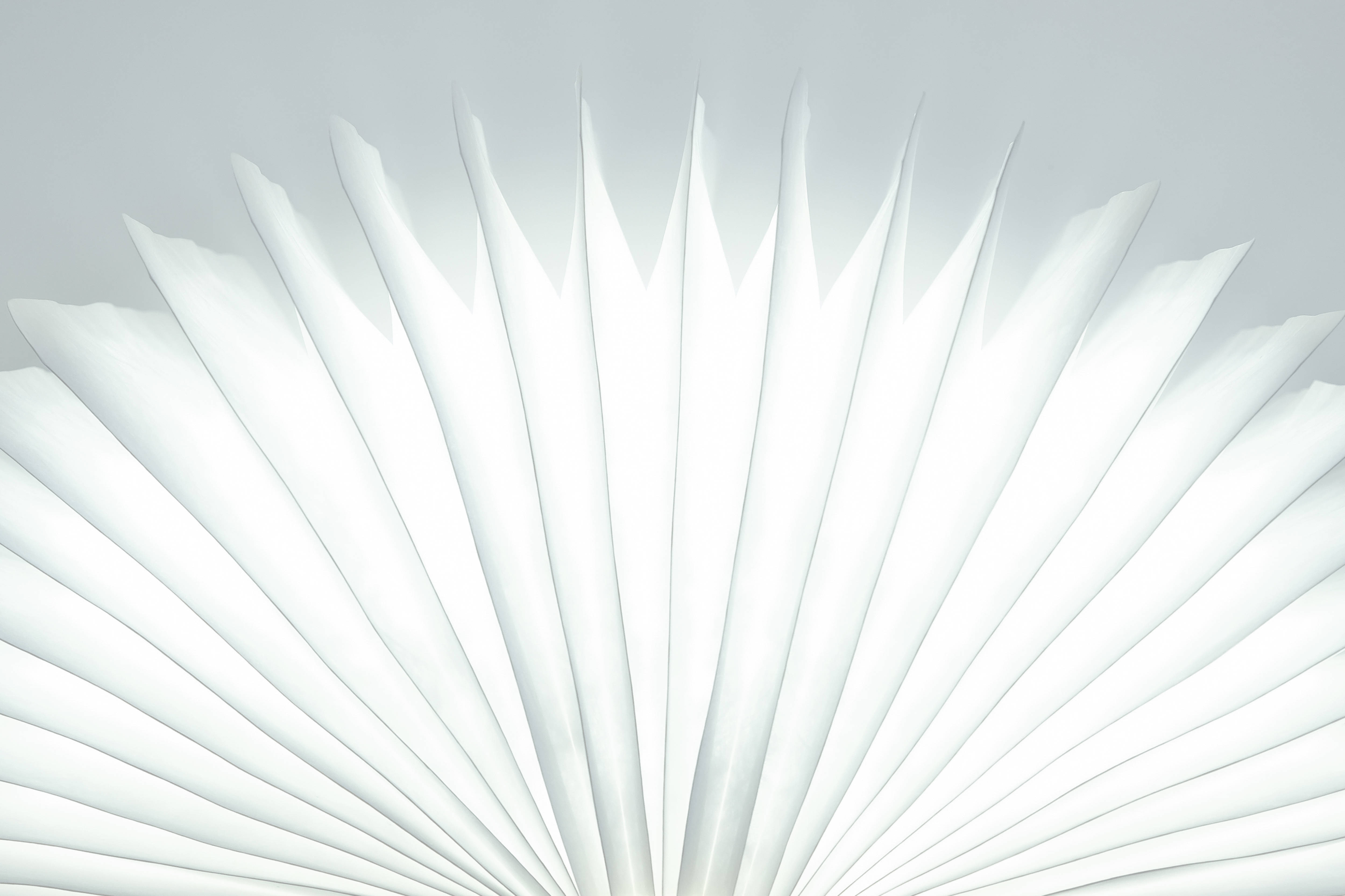 white abstract feather, crisp white paper, soft gray background, 4K Desktop Wallpaper