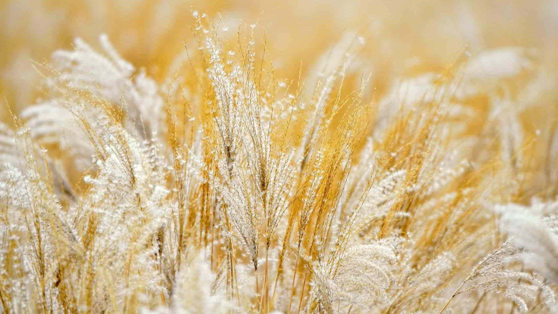 White Gold, golden pampas grass plumes, dewdrops, Full HD Desktop Wallpaper