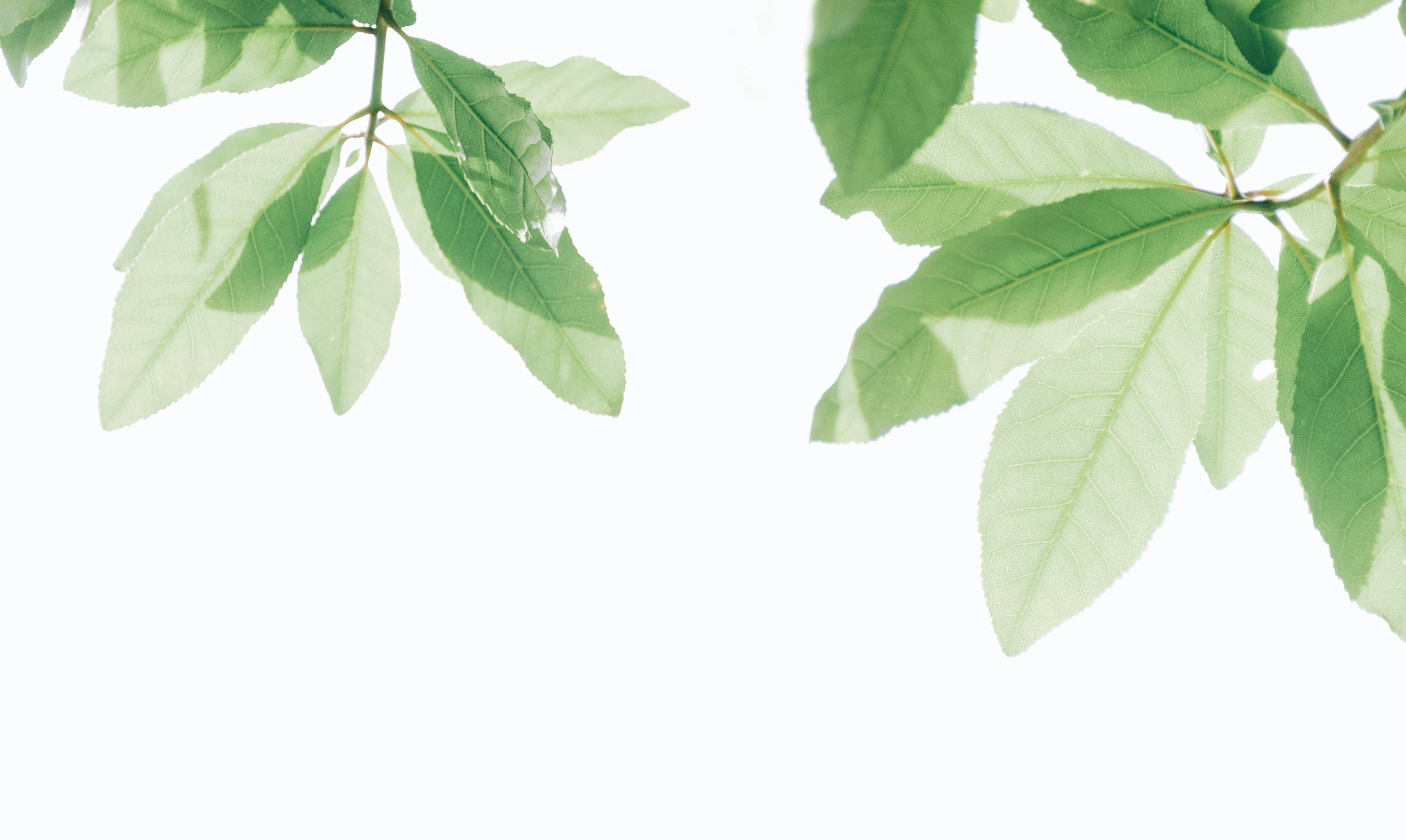 White HD Leaves, soft green leaves, sunlight, 4K Desktop Wallpaper