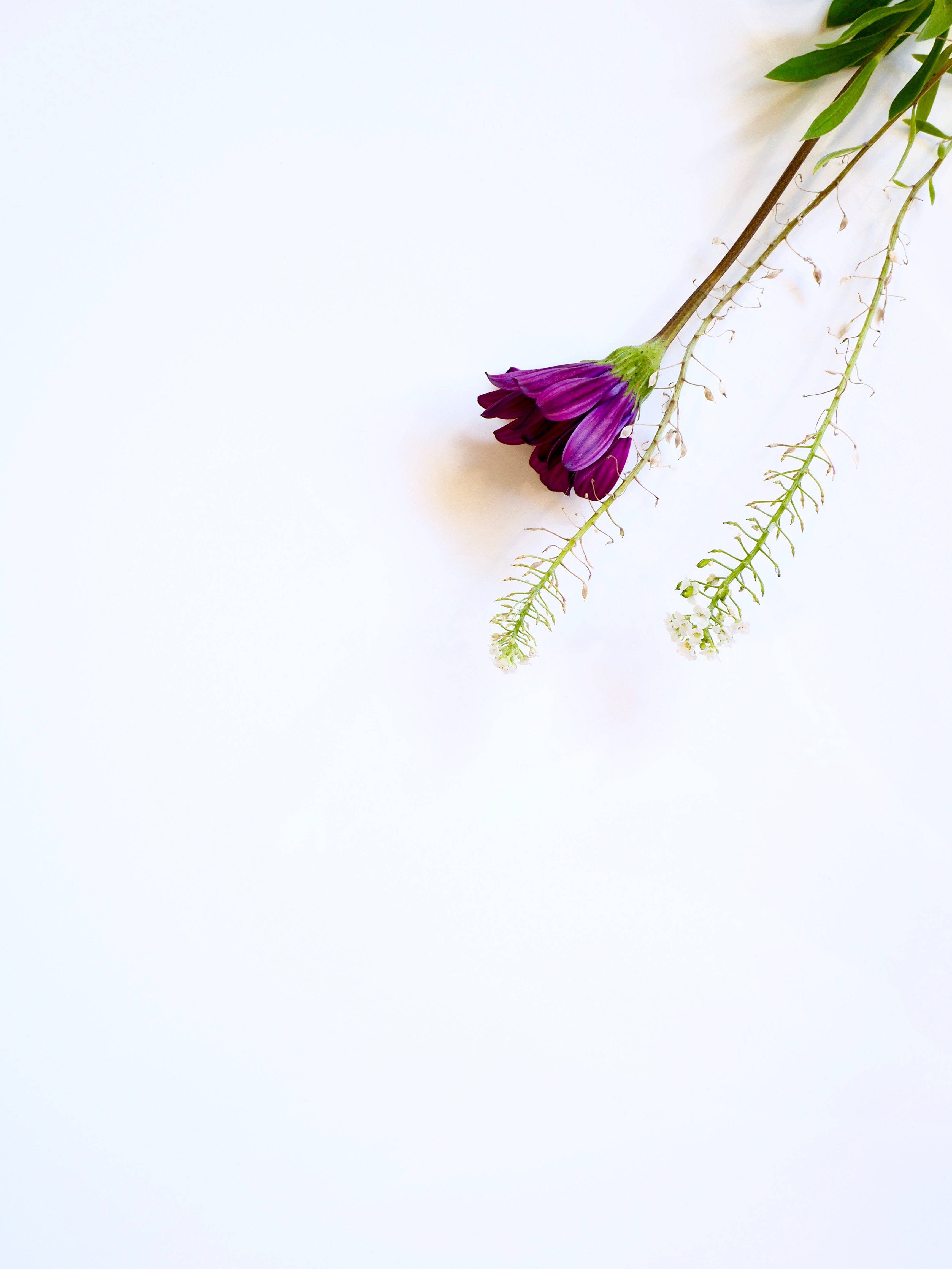 White HD, purple flower, delicate green stems, 4K Phone Wallpaper