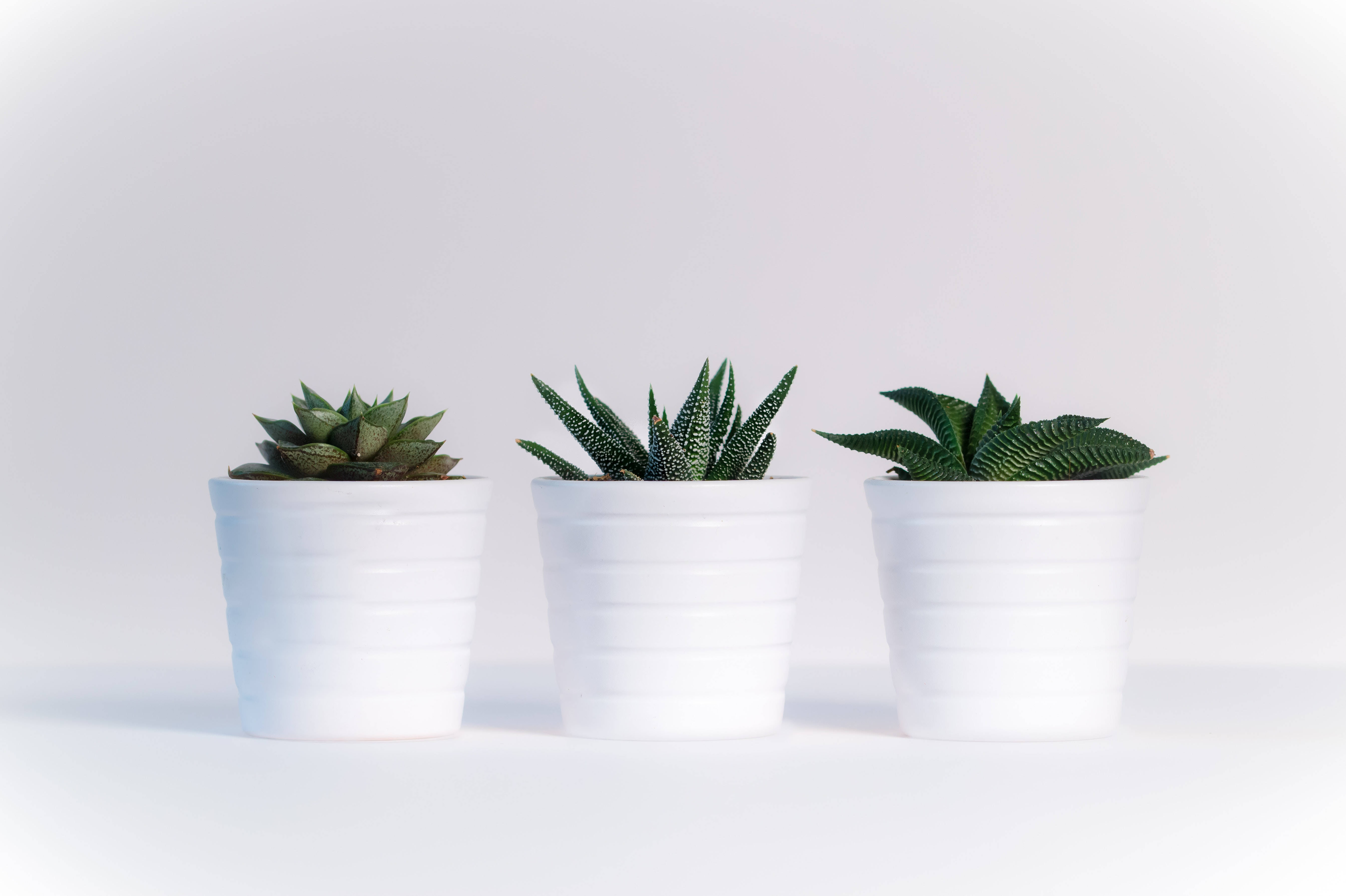 White HD, potted succulents, white ceramic pots, 5K Desktop Wallpaper