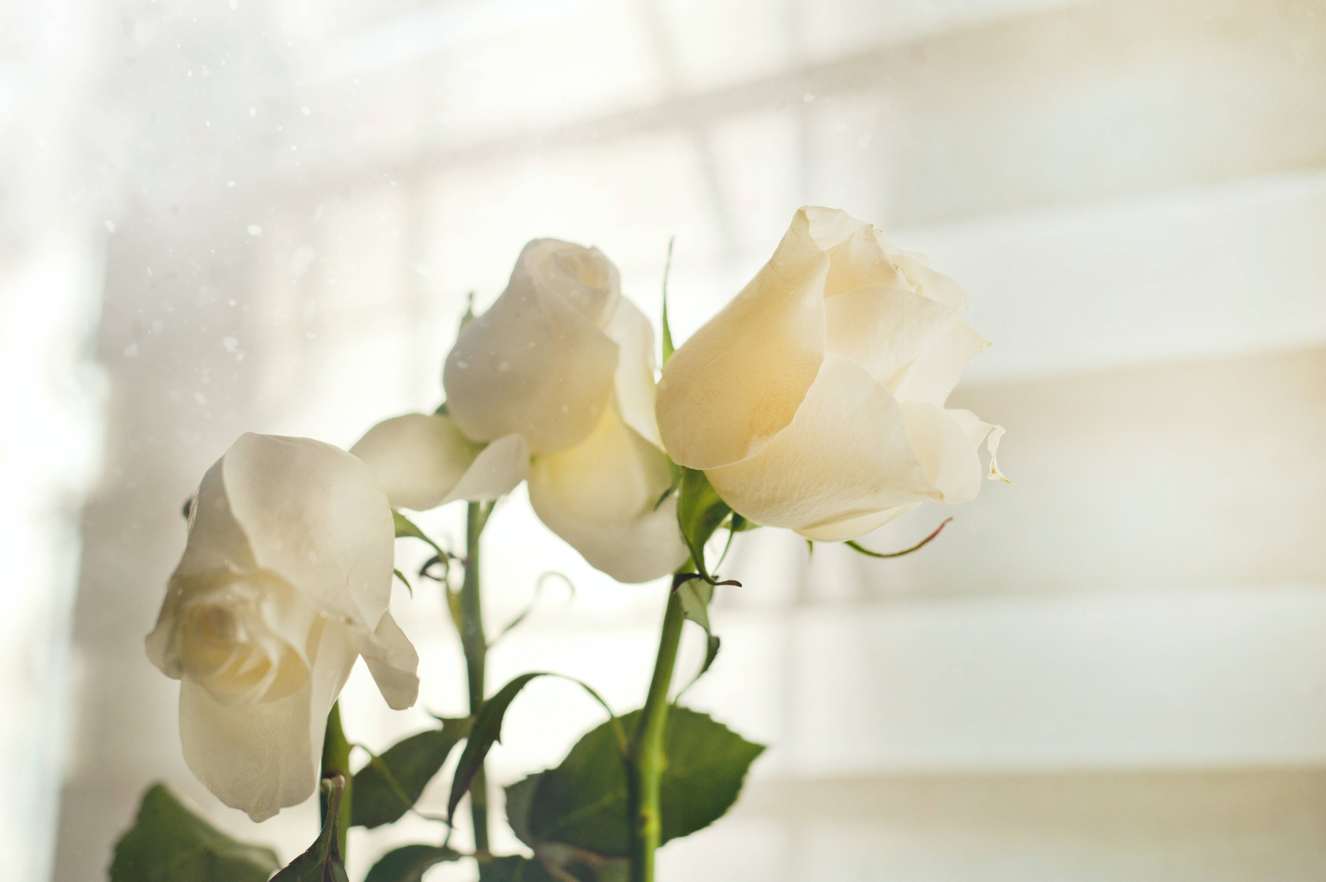White HD Roses, white roses, bright window, 4K Desktop Wallpaper