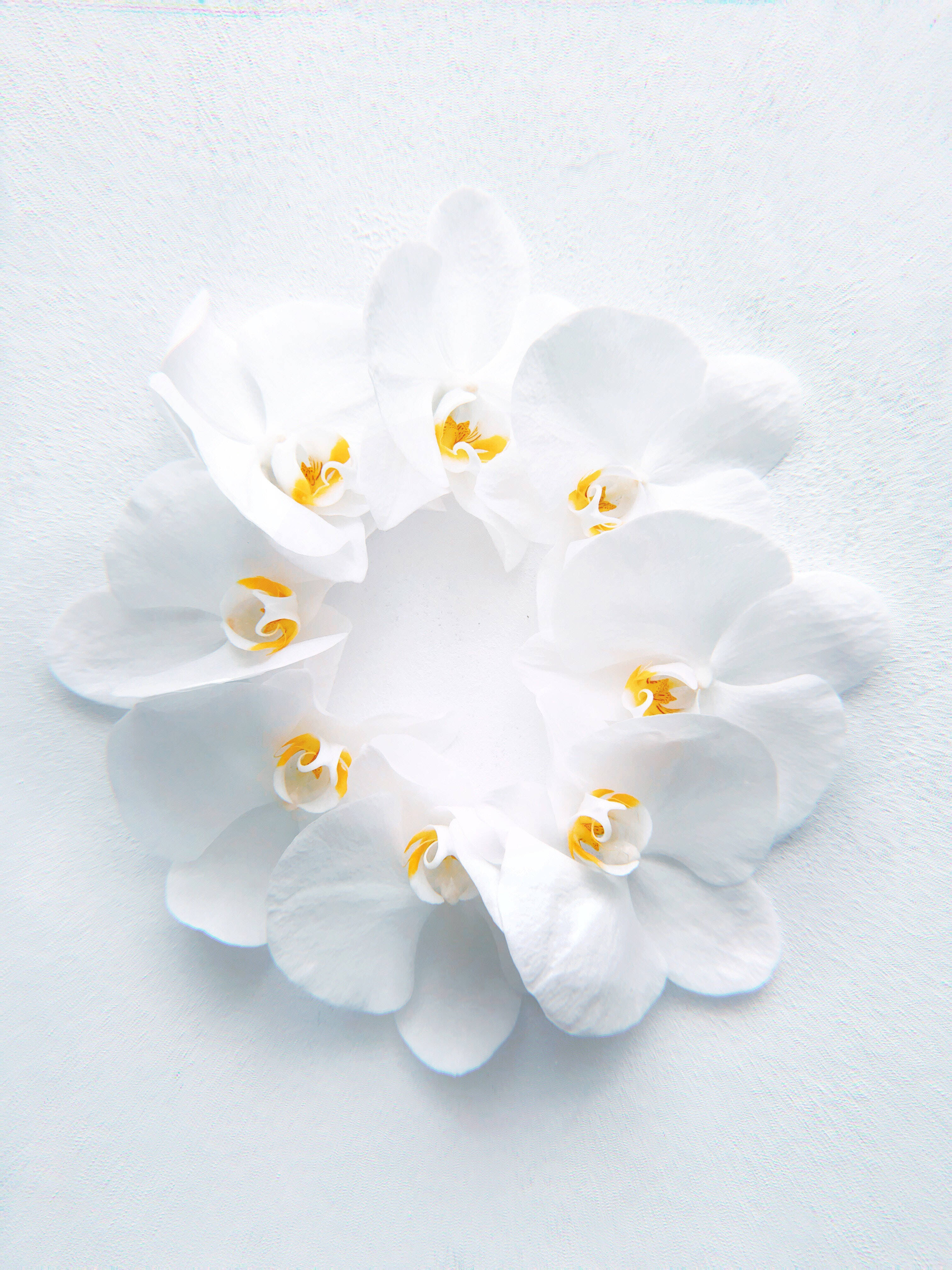 white HD petaled flower, pristine white orchids, delicate yellow centers, 4K Phone Wallpaper