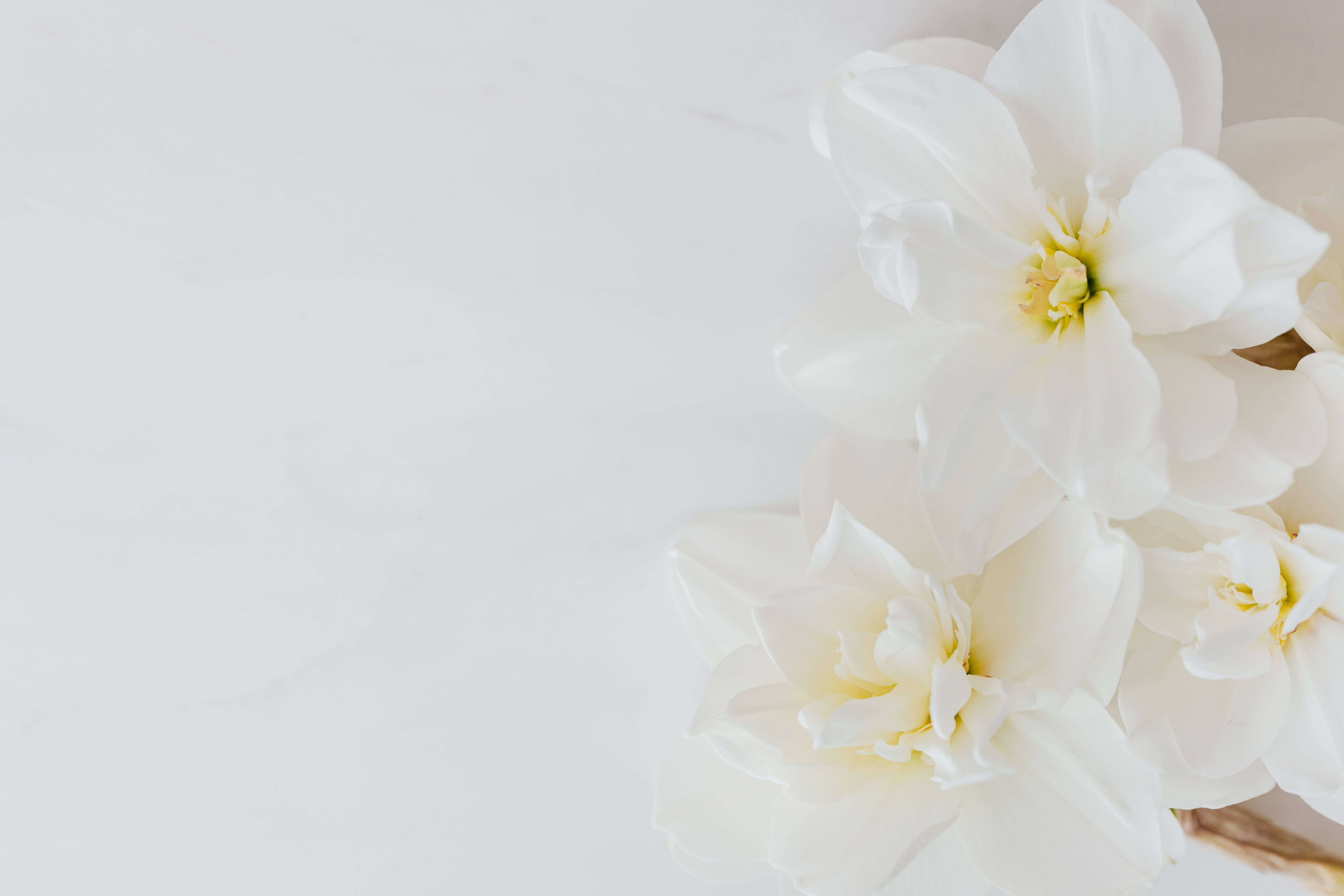 White HD, daffodils, marble surface, 5K Desktop Wallpaper