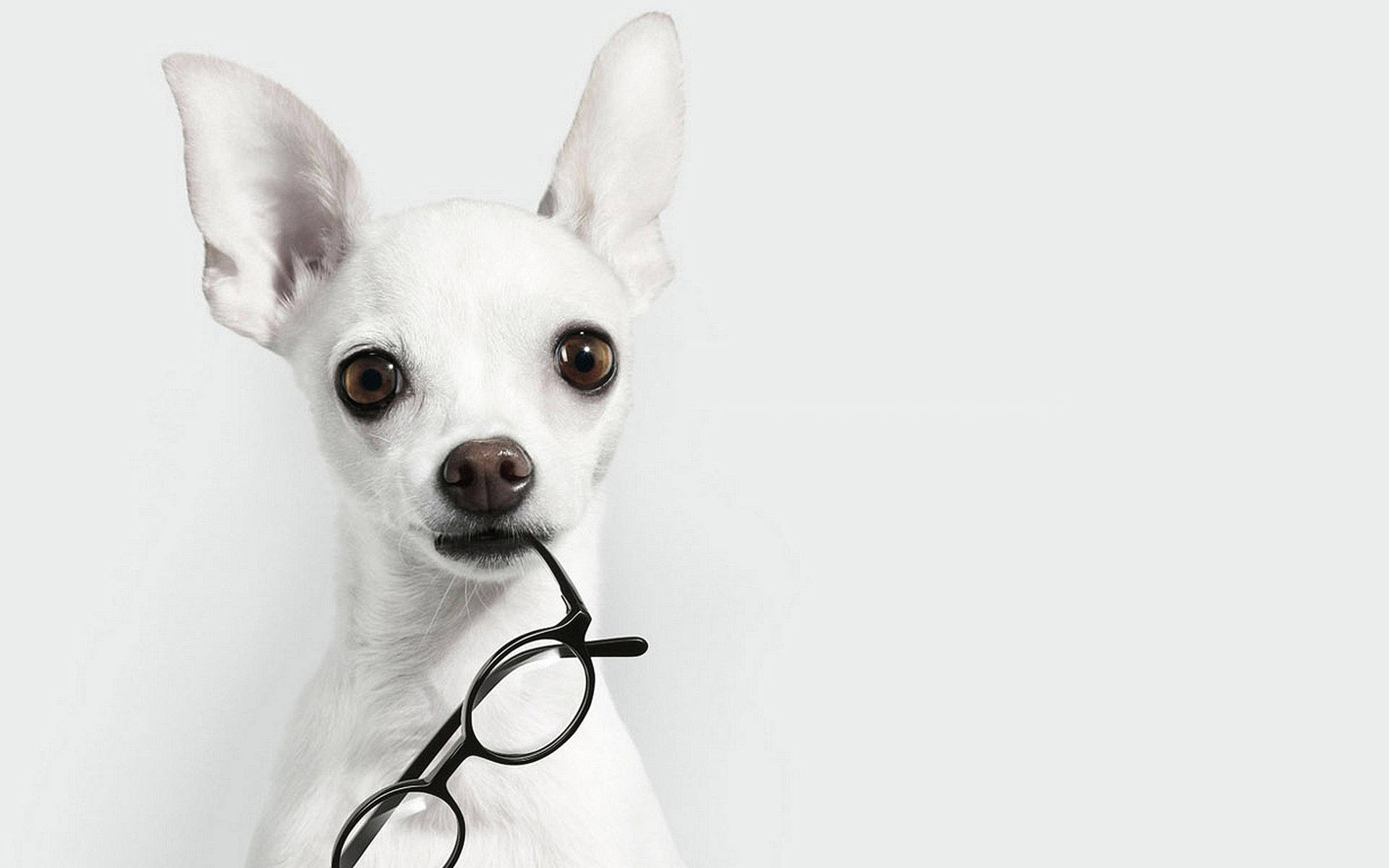 white chihuahua, large ears, black-rimmed glasses, Full HD Desktop Wallpaper