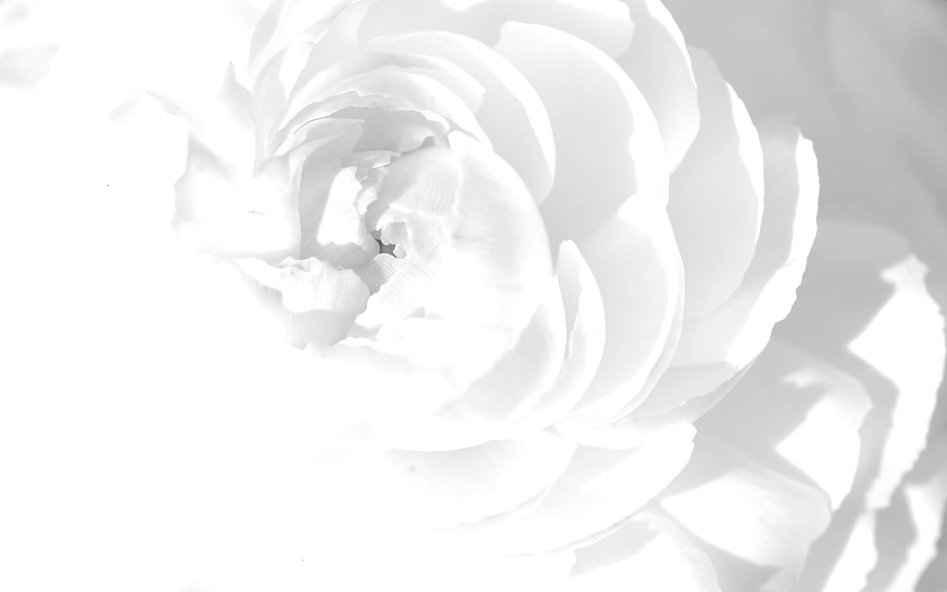 White HD, Camellia Flower, white flower, Full HD Desktop Wallpaper