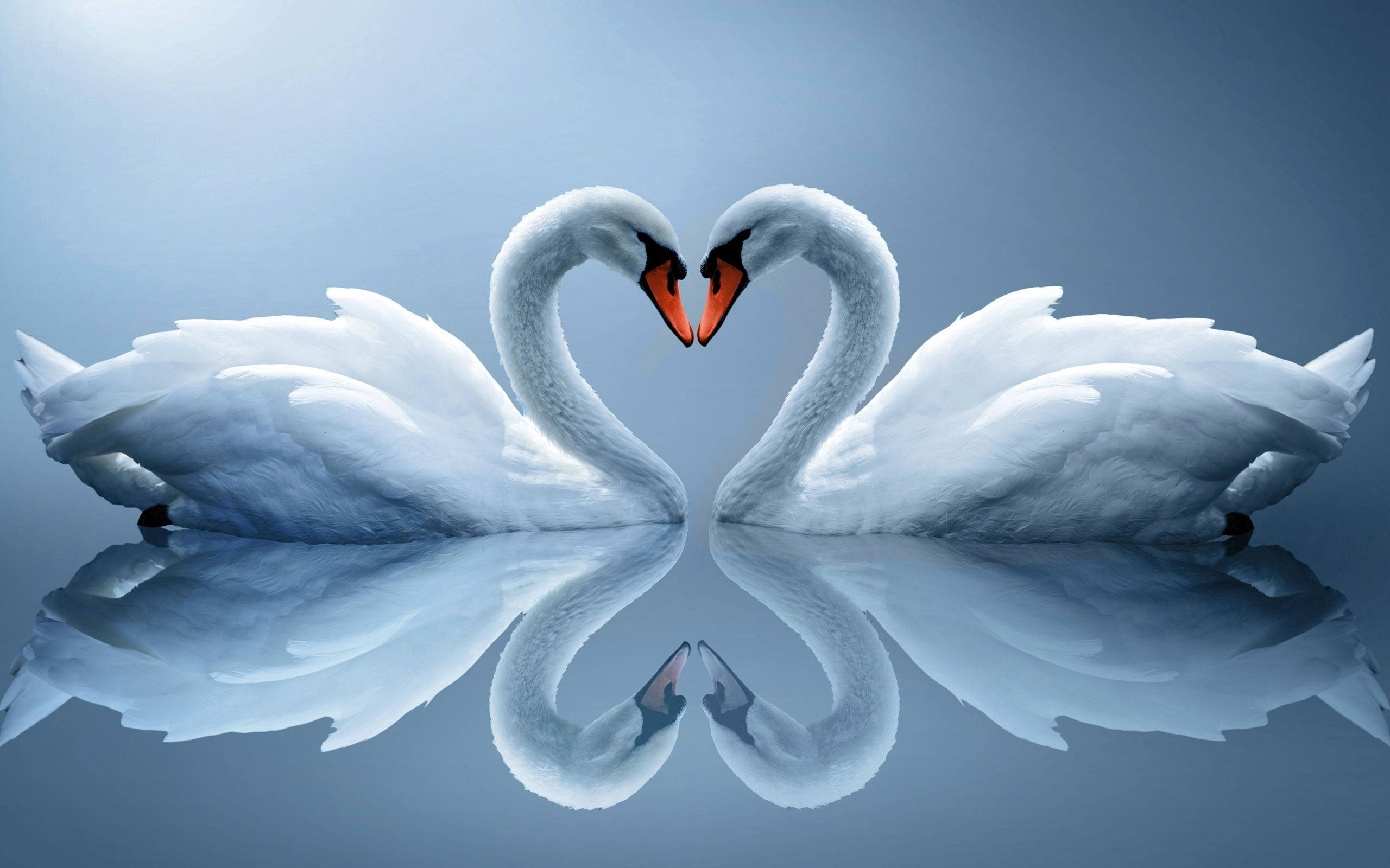 white swans, heart shape, calm water, 2K Desktop Wallpaper