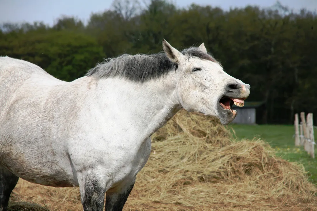 White Horse