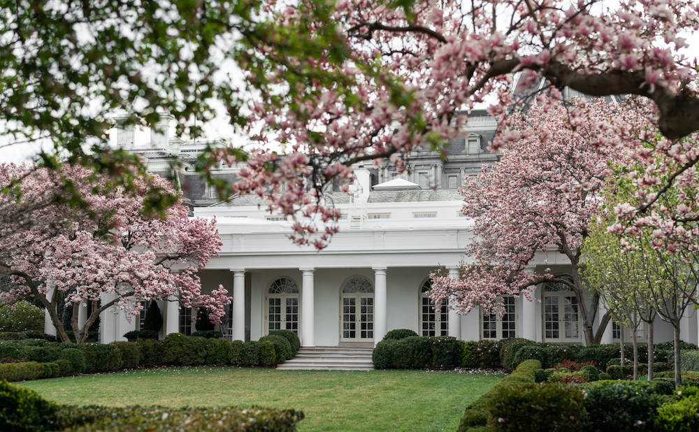 White House, pink cherry blossoms, spring garden, SD Desktop Wallpaper
