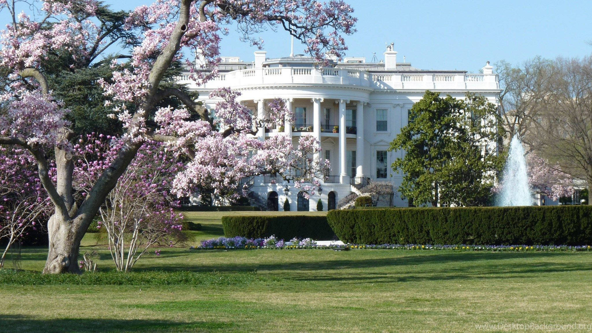 White House, pink magnolia trees, clear blue sky, Full HD Desktop Wallpaper