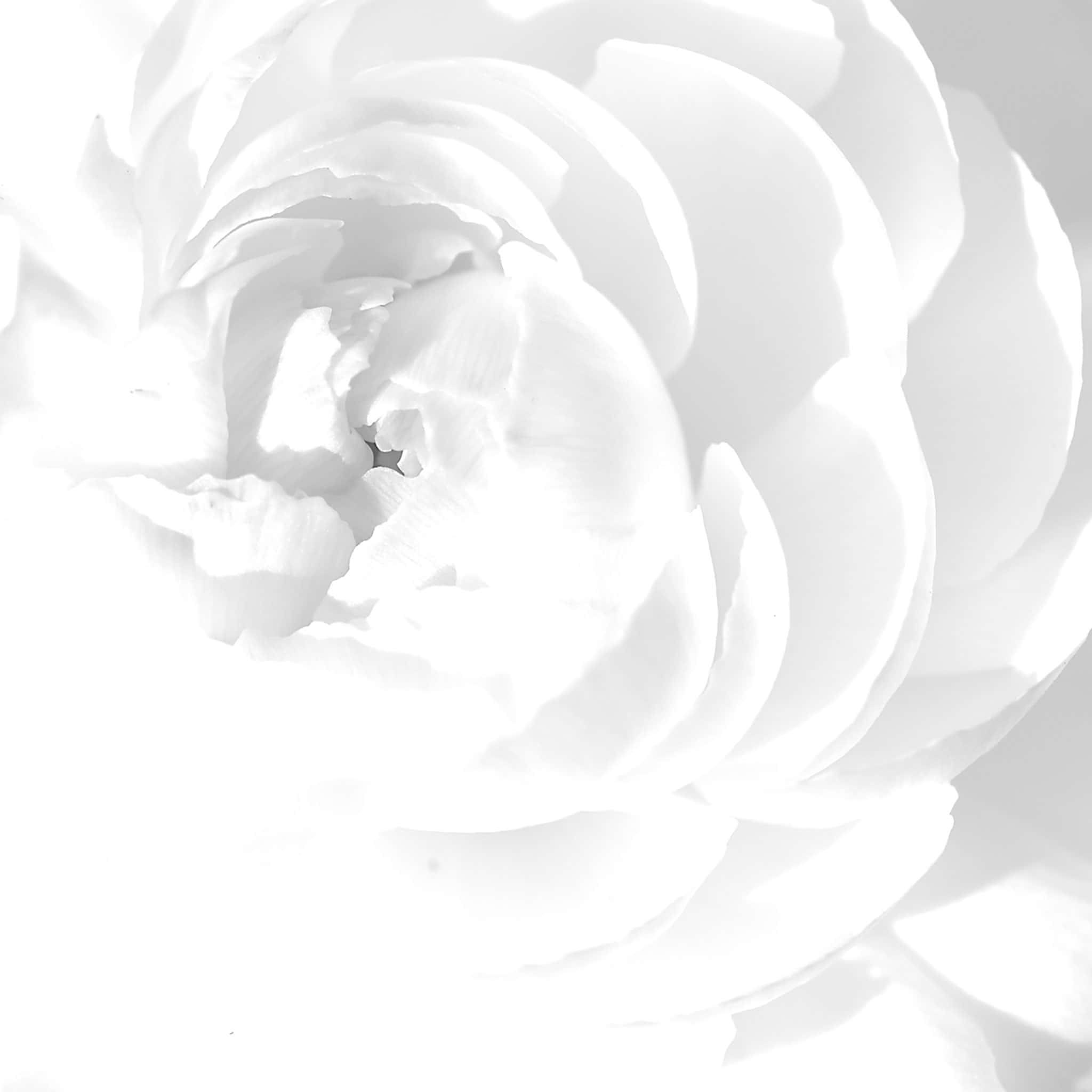 White iPad, Peony Flower, monochrome, Full HD Desktop Wallpaper
