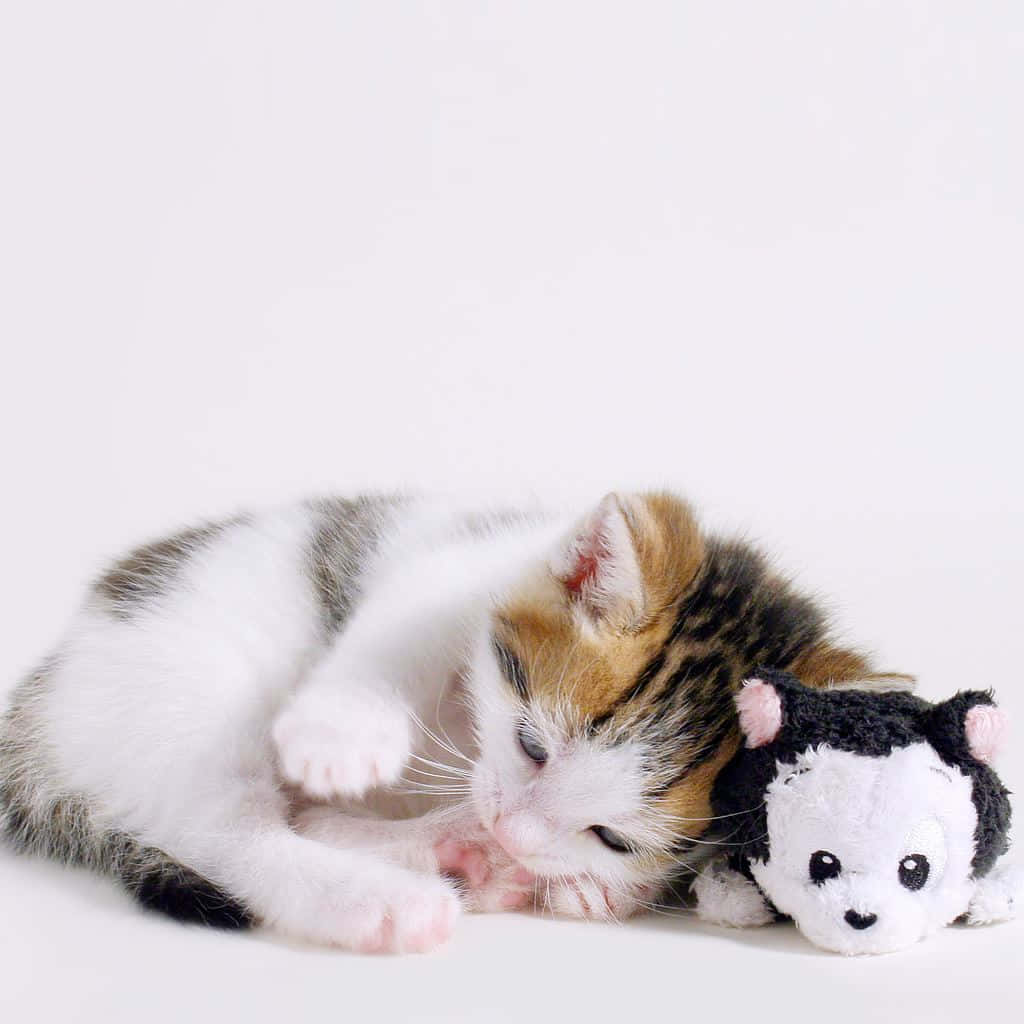 White iPad, calico kitten, black and white plush toy, SD Desktop Wallpaper