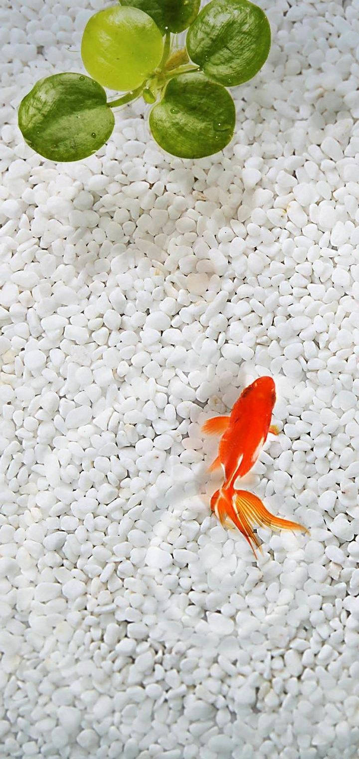 white gravel, orange goldfish, green leafy plant, HD Phone Wallpaper