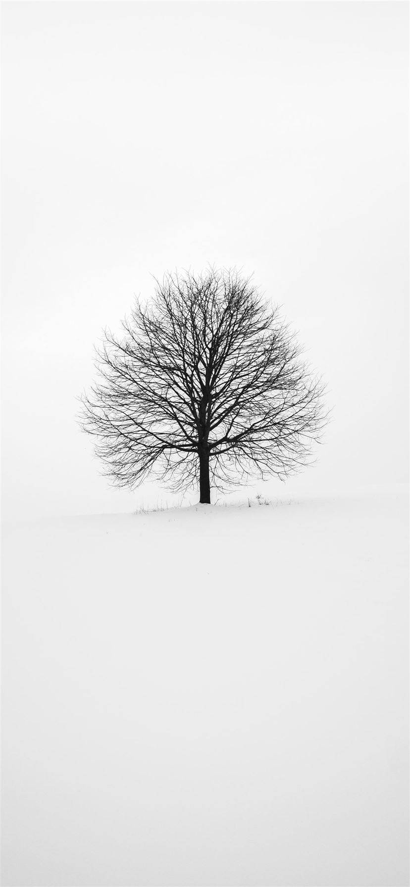 White iPhone, leafless tree, snowy field, HD Phone Wallpaper