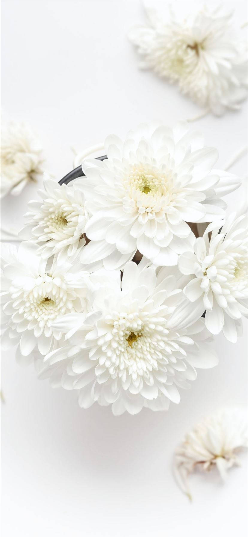 white chrysanthemum, pristine white chrysanthemums, dark vase, HD Phone Wallpaper