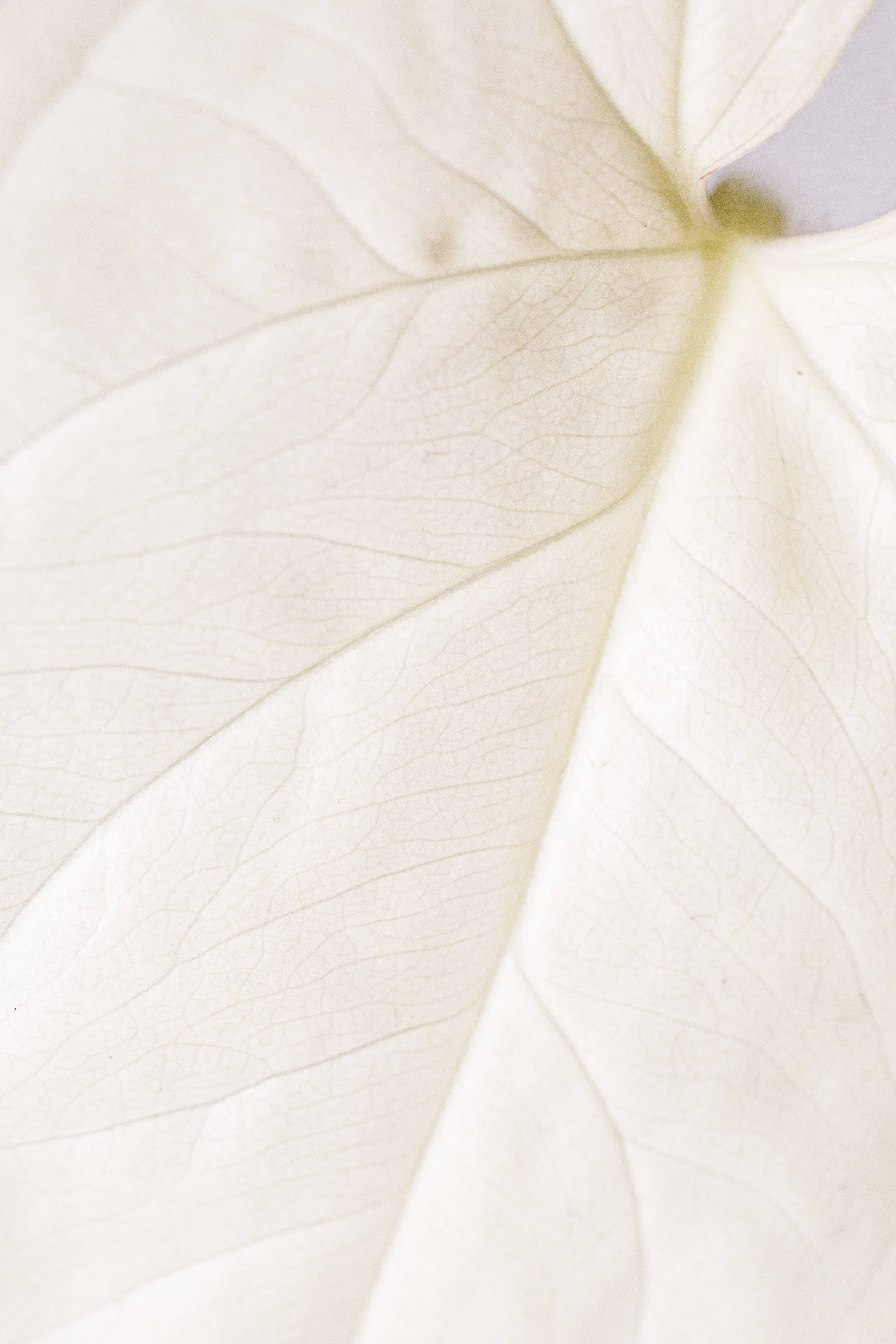 pure white leaf, pale creamy leaf, delicate translucent veins, 4K Phone Wallpaper