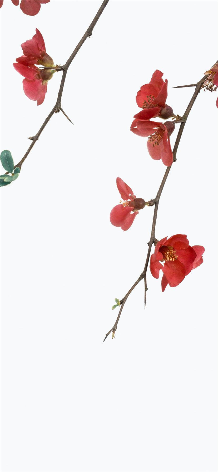 White iPhone, red-petaled flowers, thorny branches, HD Phone Wallpaper