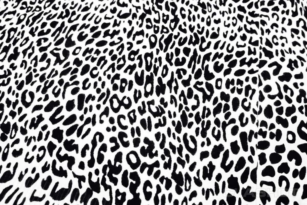 white leopard print, black leopard spots, crisp white fabric, SD Desktop Wallpaper
