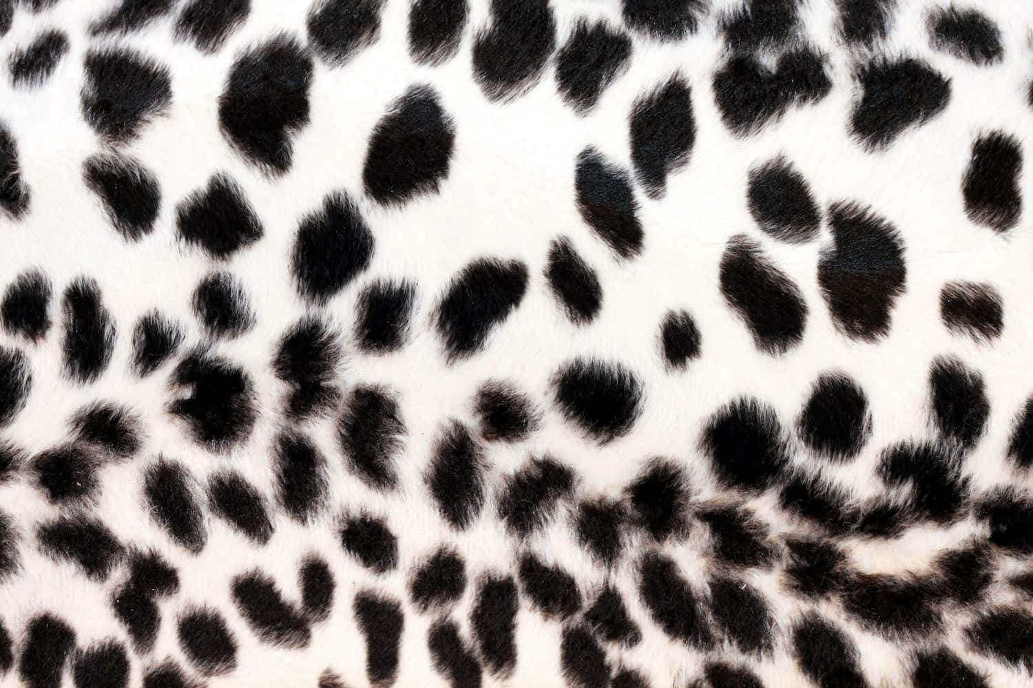white leopard print, black spots, white furry surface, HD Desktop Wallpaper