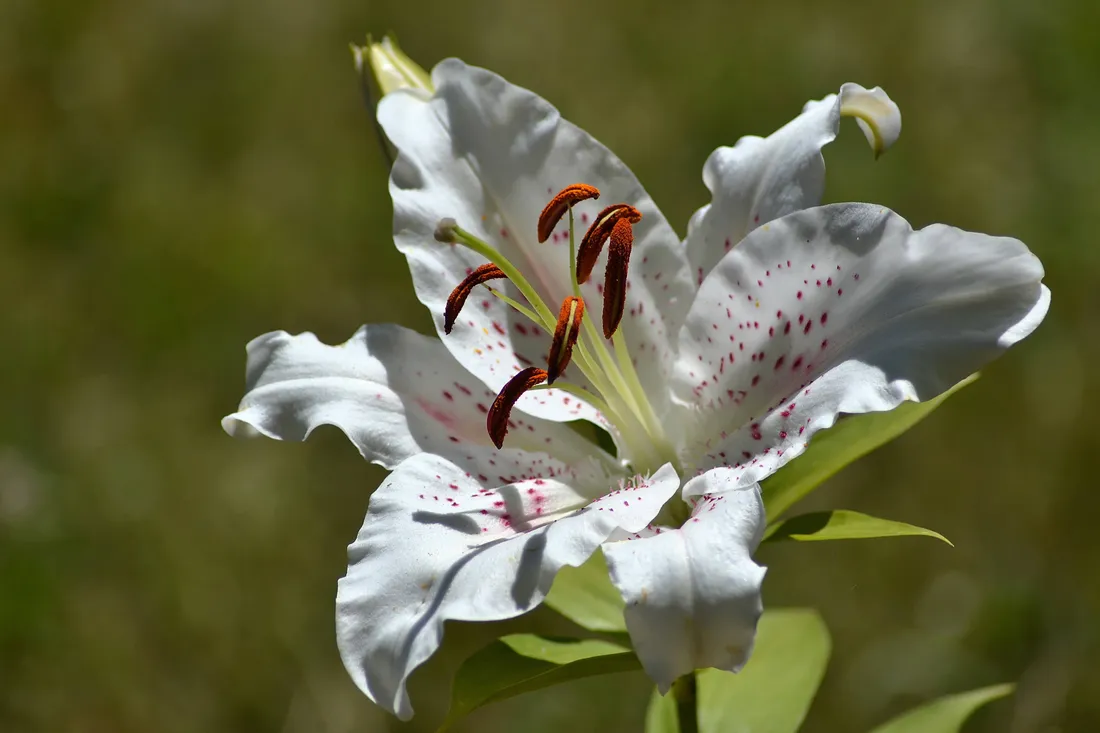 White Lily
