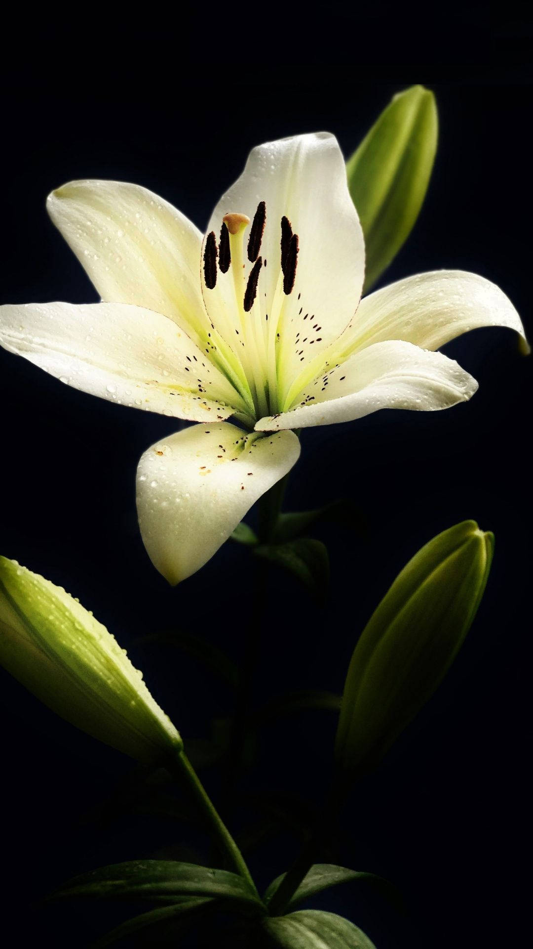 White Lily, dew drops, stark black background, Full HD Phone Wallpaper