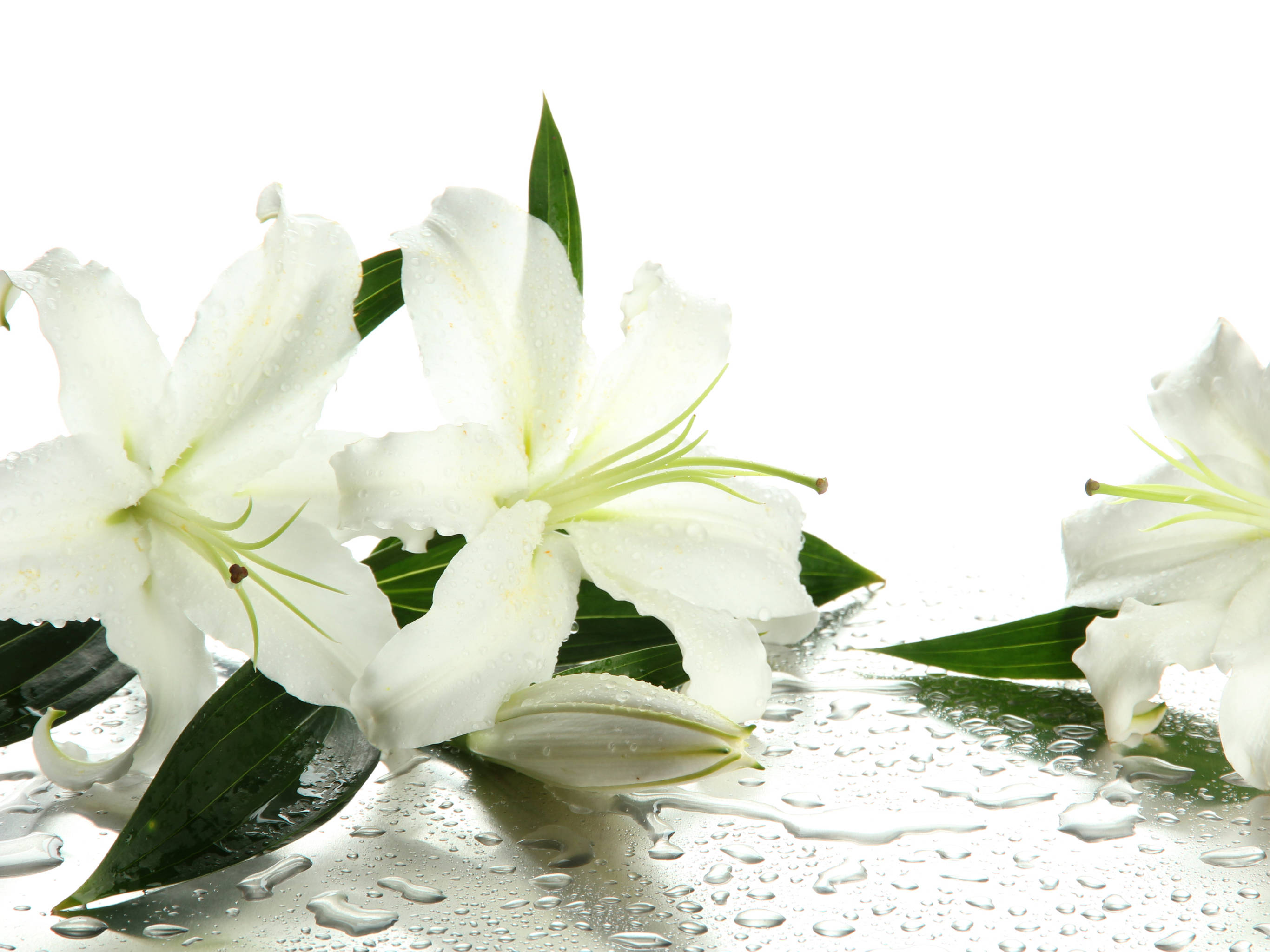 White Lily, dewdrops, wet reflective surface, 2K Desktop Wallpaper