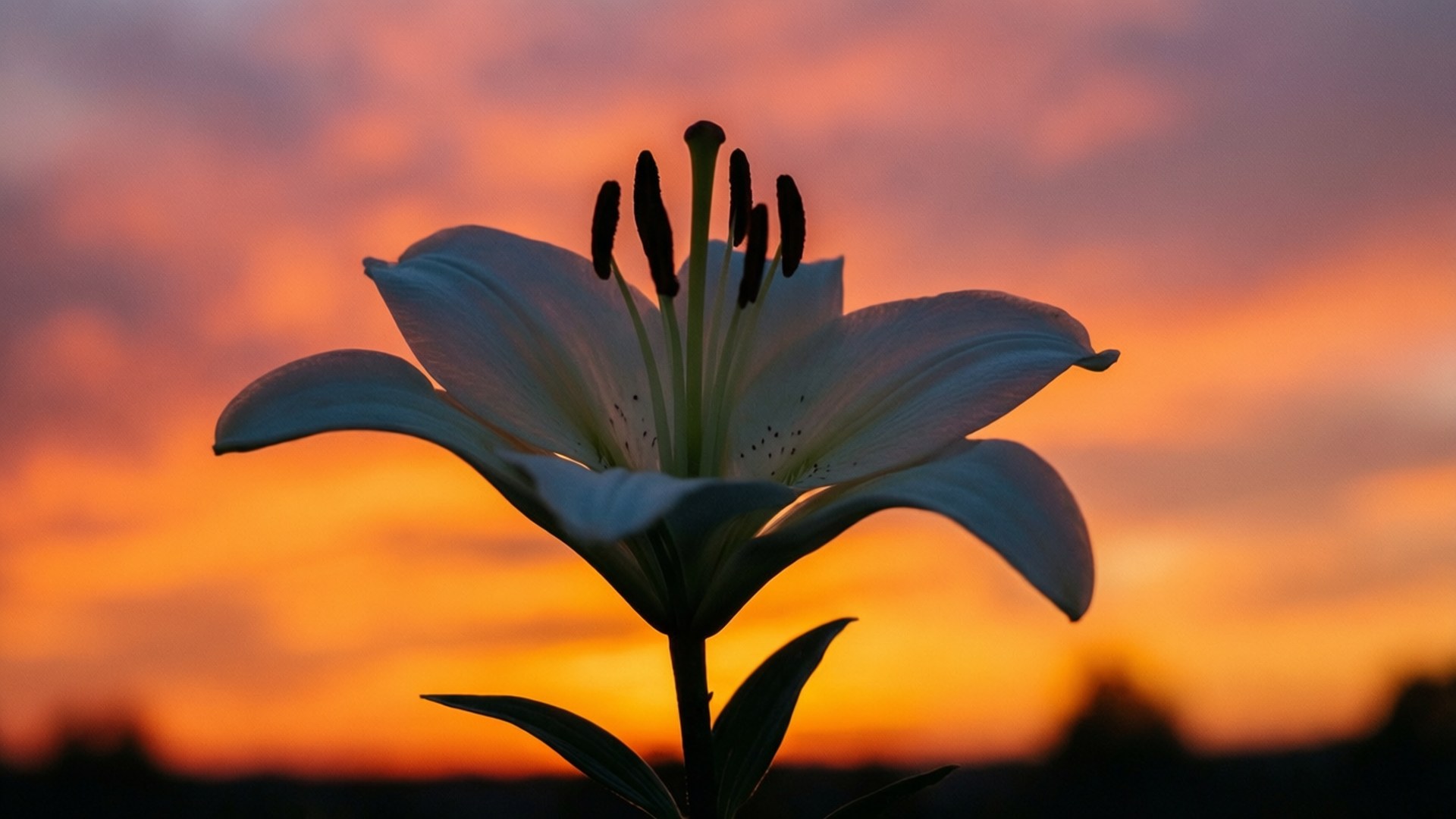 White Lily, sunset, fiery orange, Full HD Desktop Wallpaper