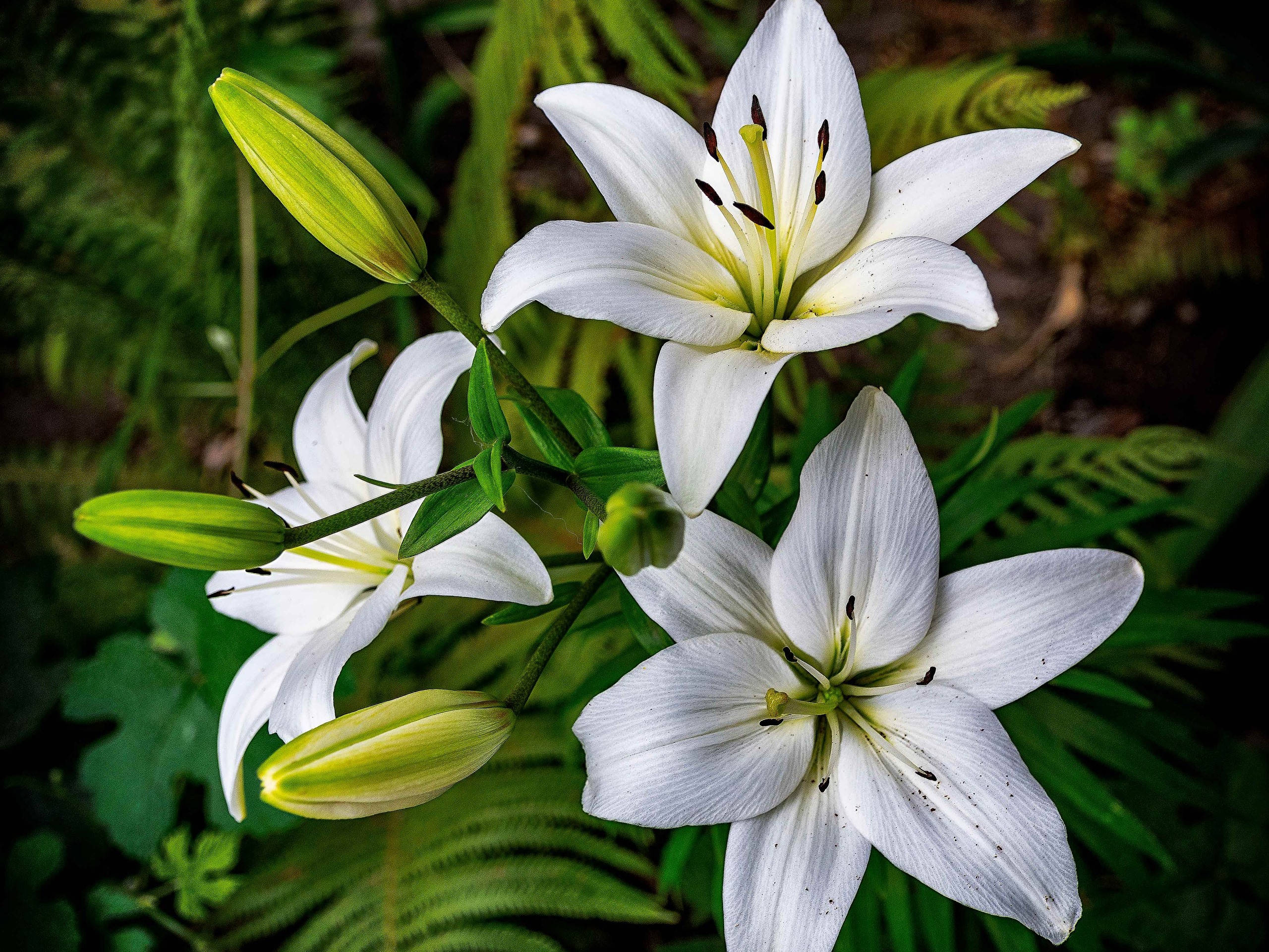 white lily, pristine white lilies, lush green ferns, 2K Desktop Wallpaper