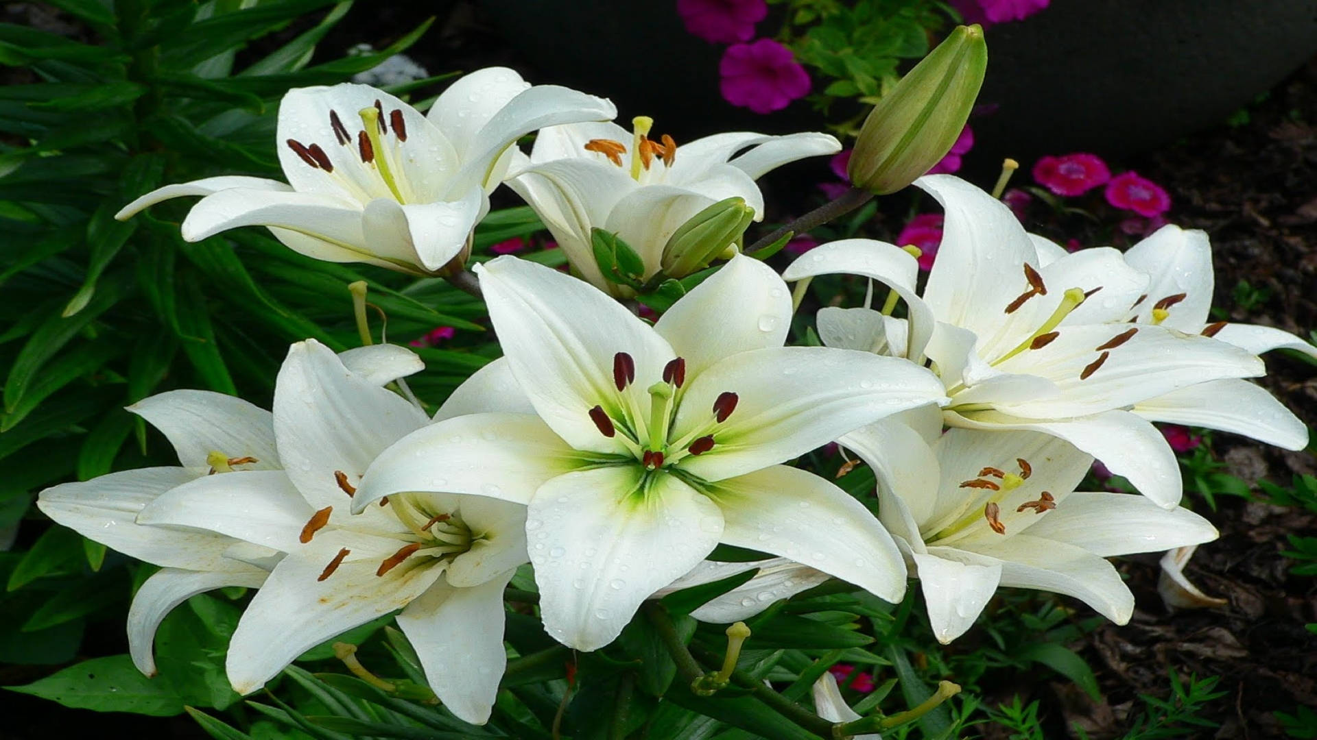 Classic White Lily Flowers, white lilies, dewdrops, Full HD Desktop Wallpaper